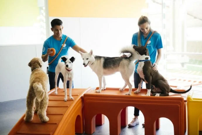 Dogtopia of Boise-Greenbelt — One Week Doggy Daycare ($120 value)
A week of daycare at Dogtopia, where the playrooms are grouped by size and temperament and every dog gets to come home tired and happy. A gift for the four-legged member of the family 