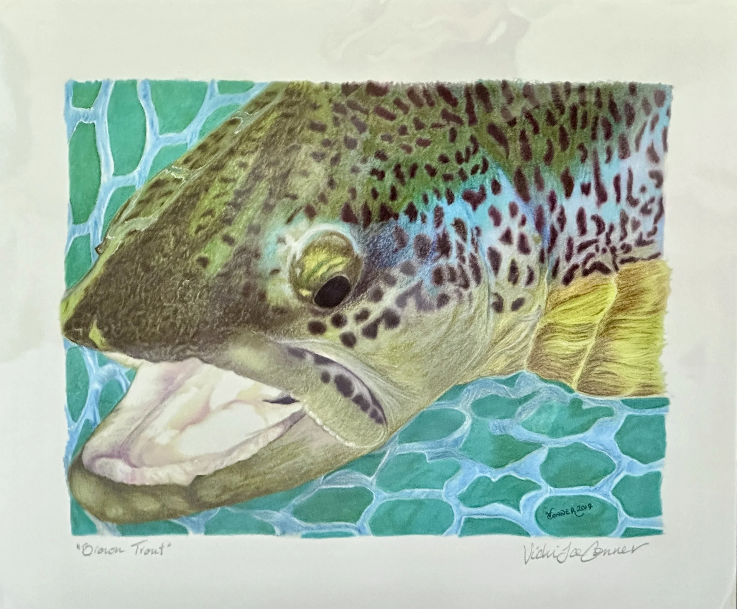 Vicki Conner Art — Two 8x10 Prints & Angler Sticker Package ($155 value)
Vicki Conner spends up to 300 hours on a single painting, capturing Idaho's trout down to the cobbles beneath them, she's the artist behind this year's Idaho Fish & Game license