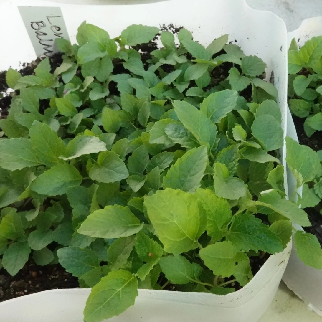 Winter Sowing Workshop