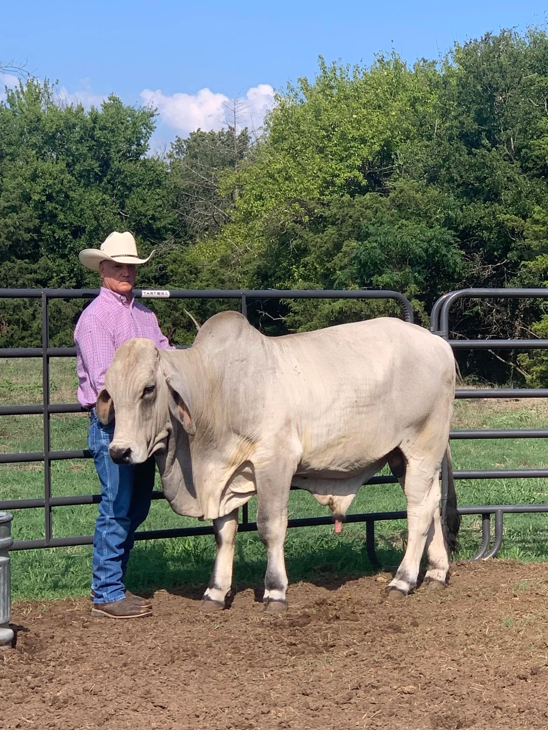 A man wearing a cowboy hat and pink checkered shirt standing next to a large light-colored Brahman cow in a fenced outdoor area with green trees and blue sky in the background.