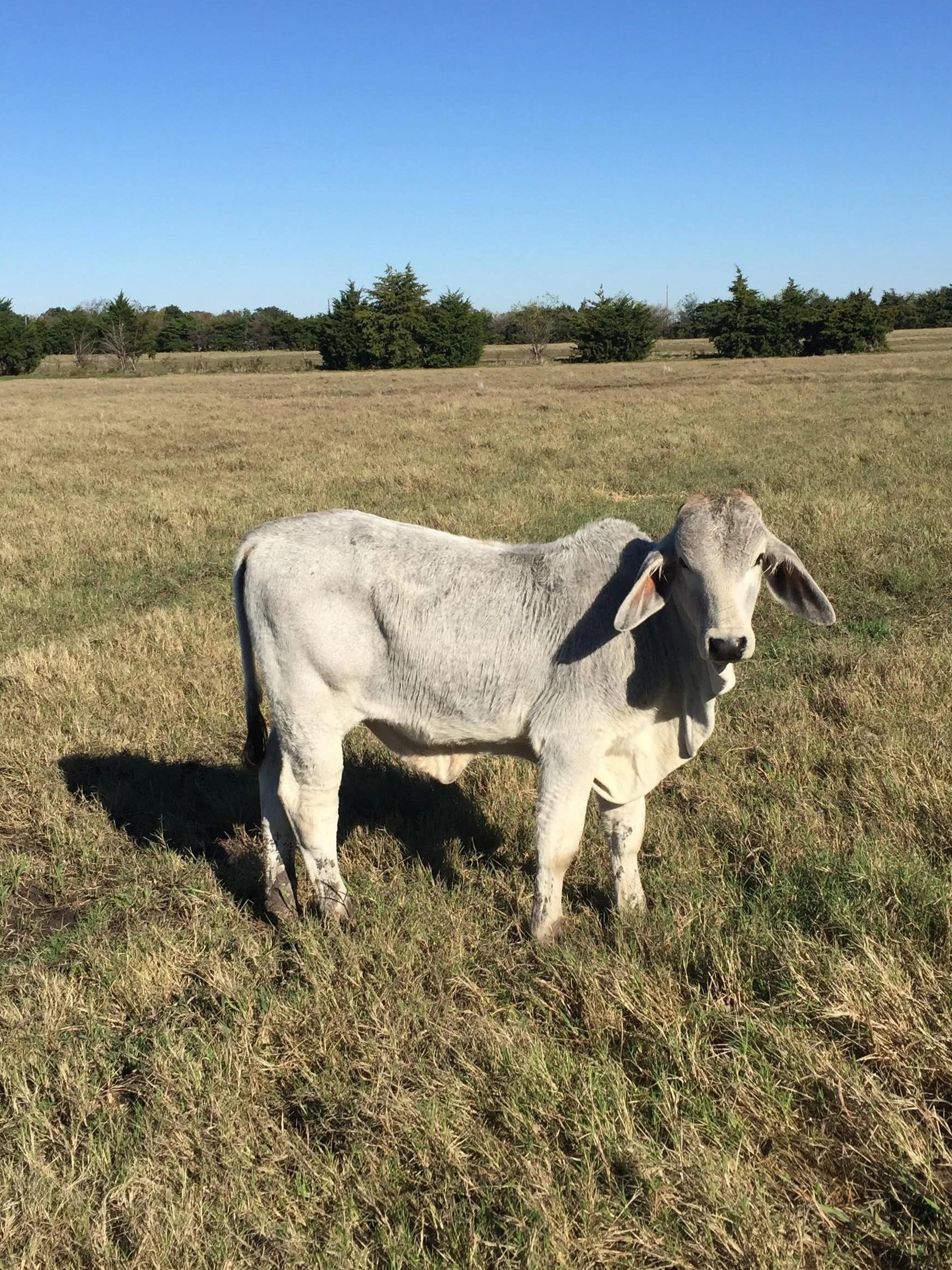 A young white calf standing in a grassy field with a clear blue sky and trees in the background.