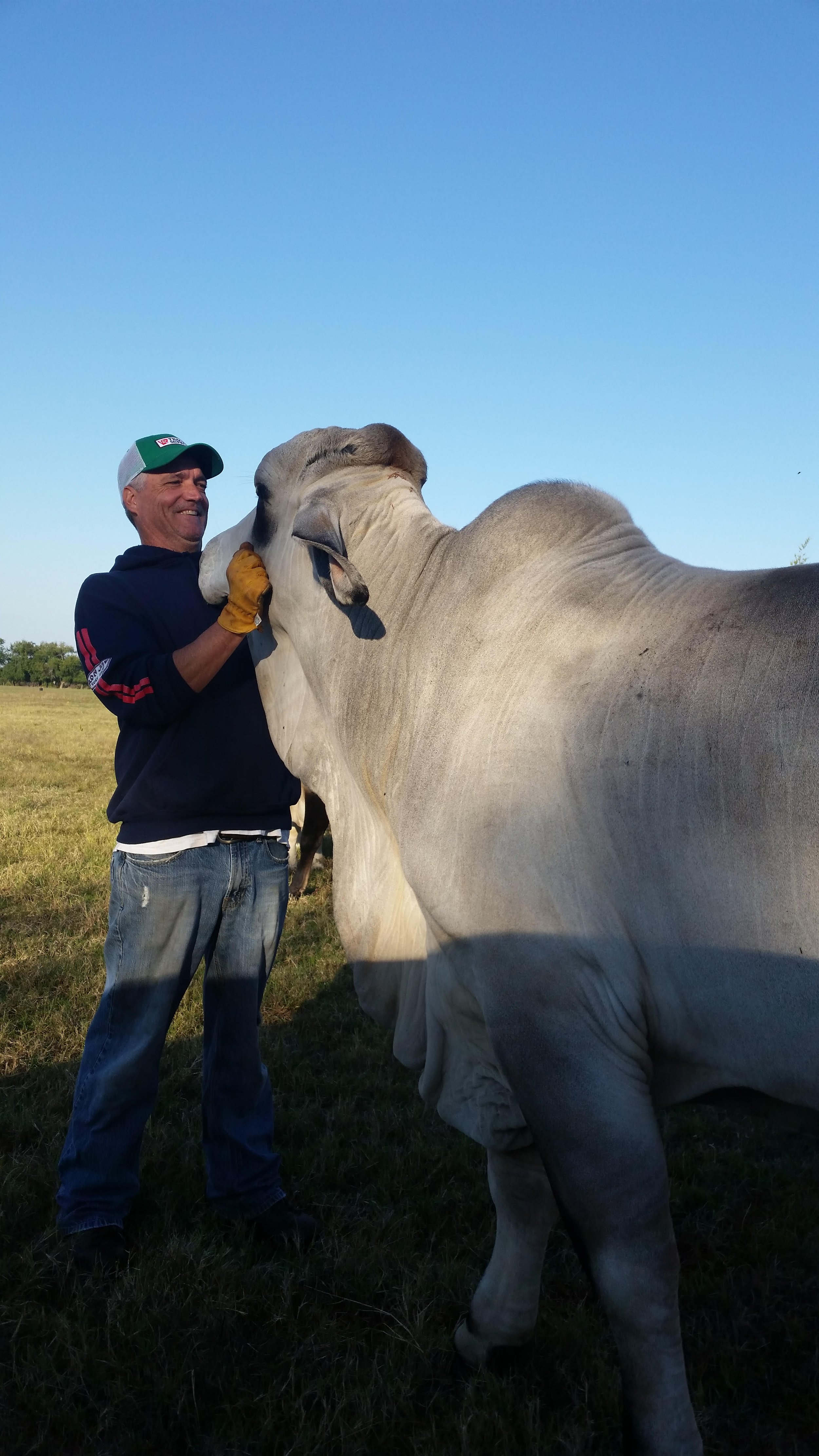 A man smiling and wearing a cap and gloves is standing in a field, nuzzling a large, light-colored cow under a clear blue sky.