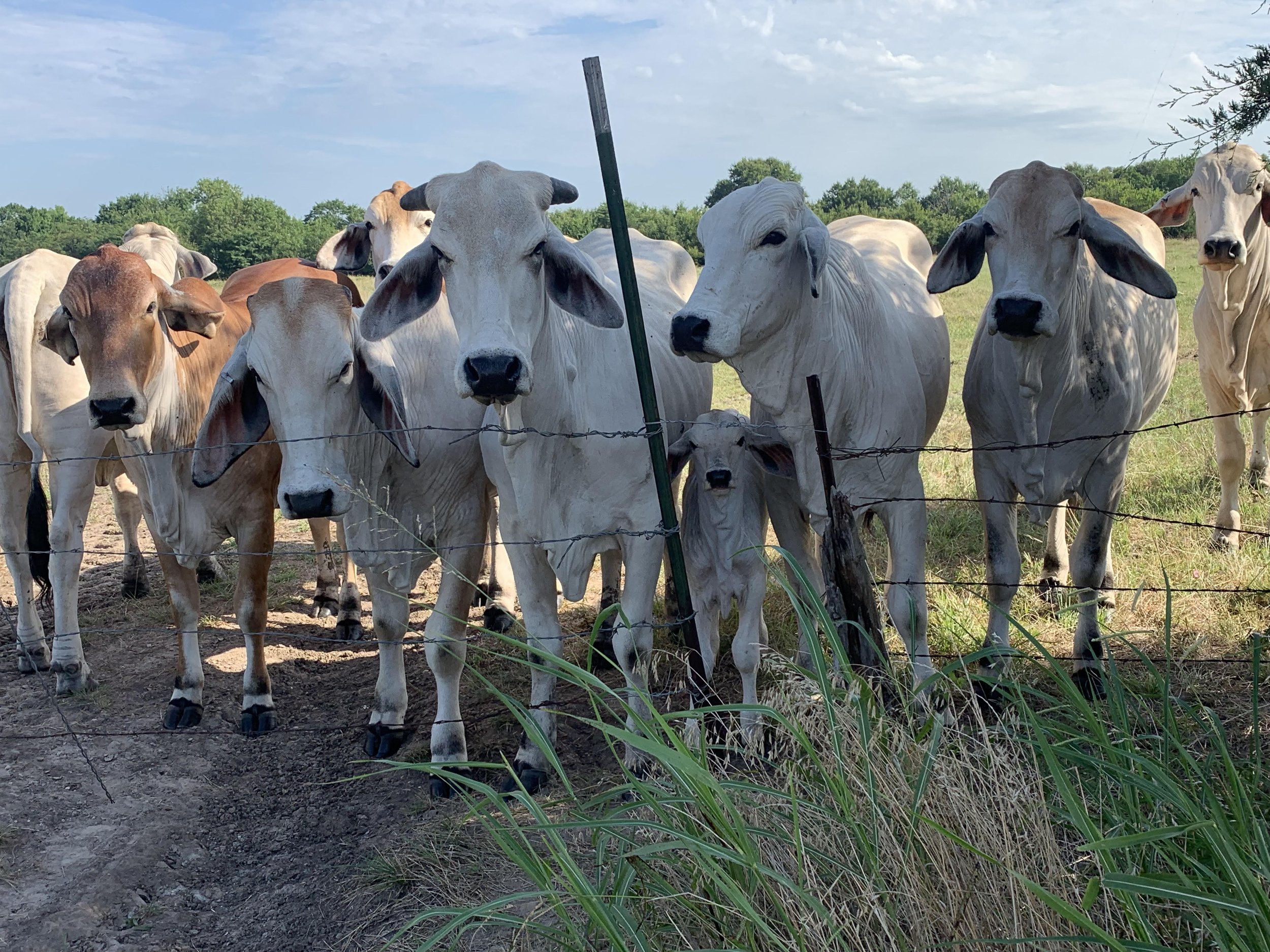 Group of white and brown cows behind a barbed wire fence in a grassy field under a partly cloudy sky.