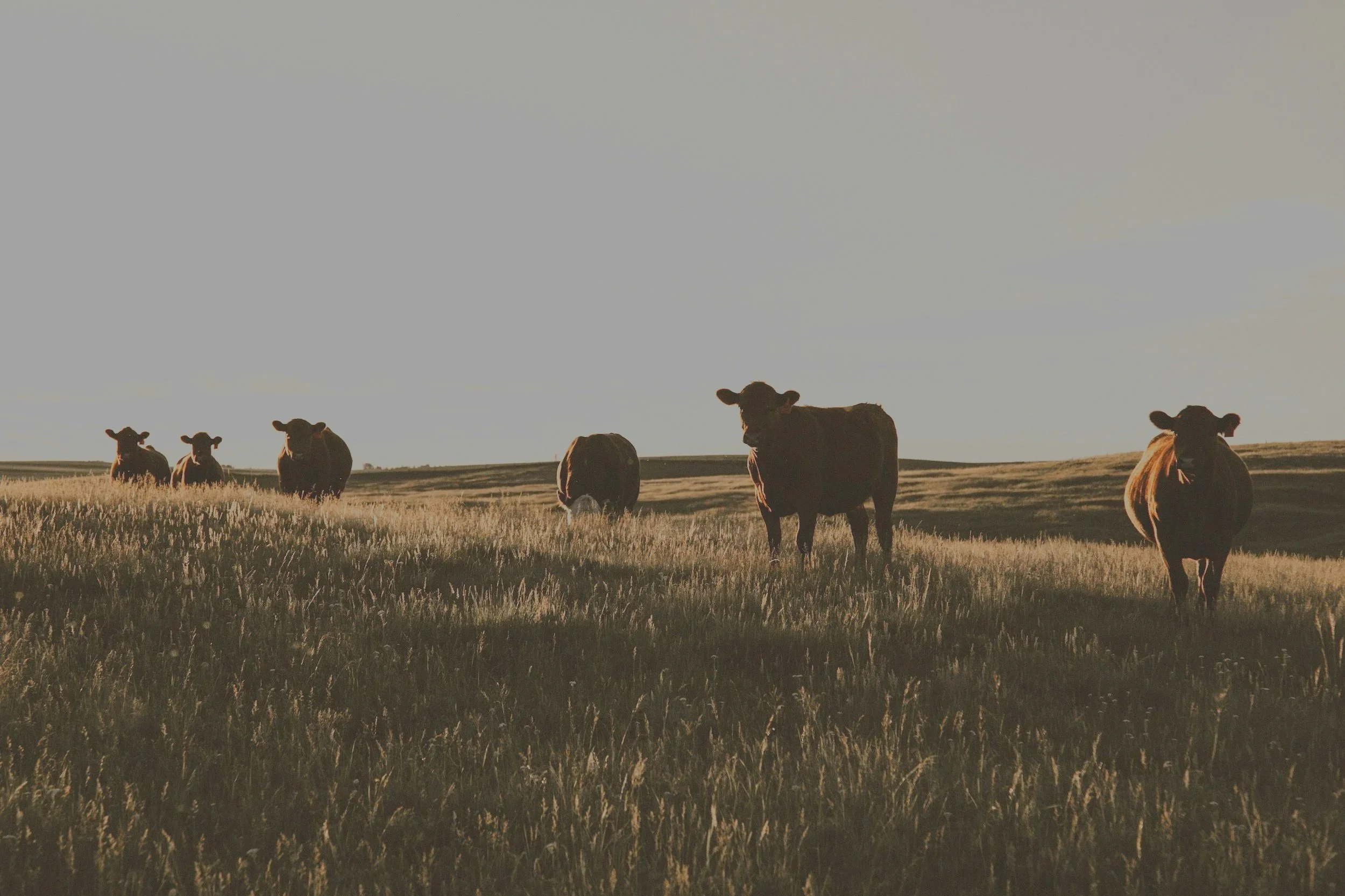 Cows grazing in a field during sunset with a clear sky.