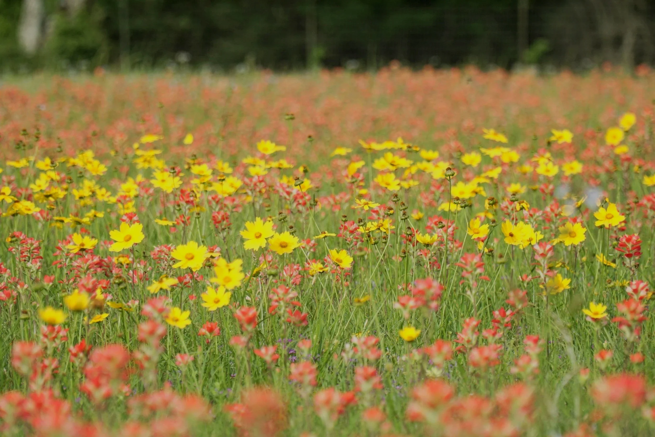 A field filled with yellow and red wildflowers under a green, tree-lined background.