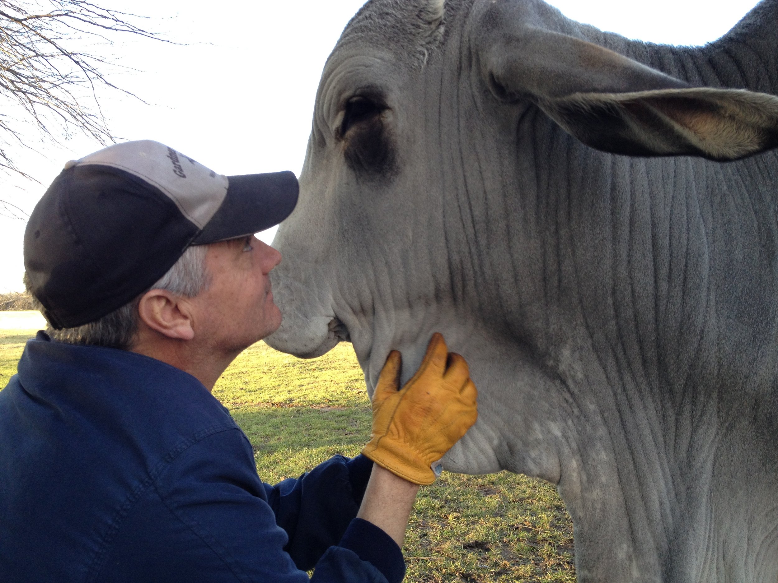 A man wearing a baseball cap and gloves is nose-to-nose with a large gray cow in a grassy field.