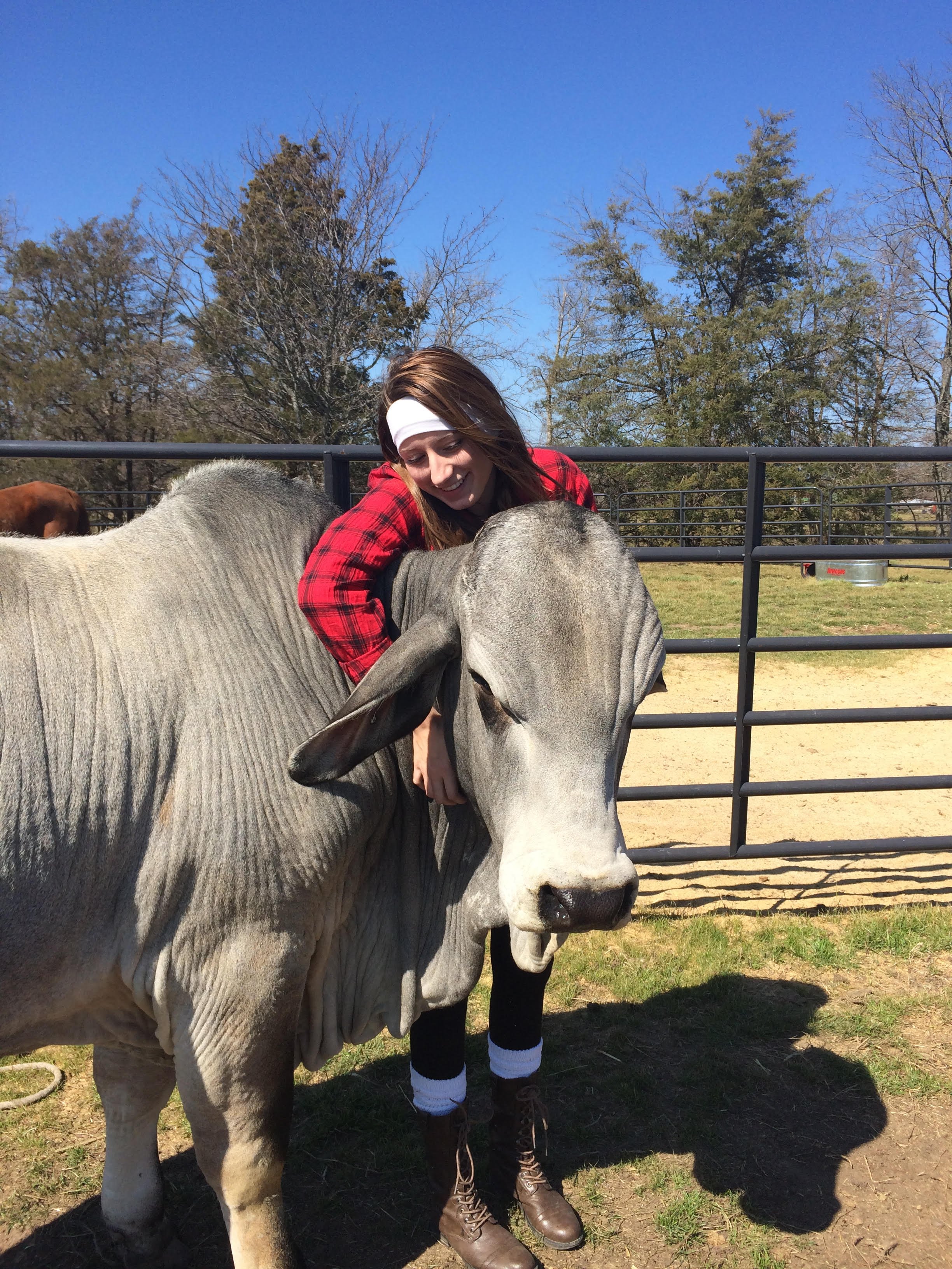 Woman smiling and hugging a large gray cow in a fenced outdoor area on a sunny day.