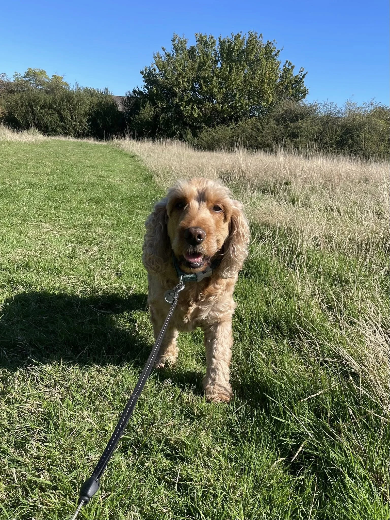 A tan Cocker Spaniel dog on a leash walking on a grassy trail in a park on a sunny day, with trees and blue sky in the background.