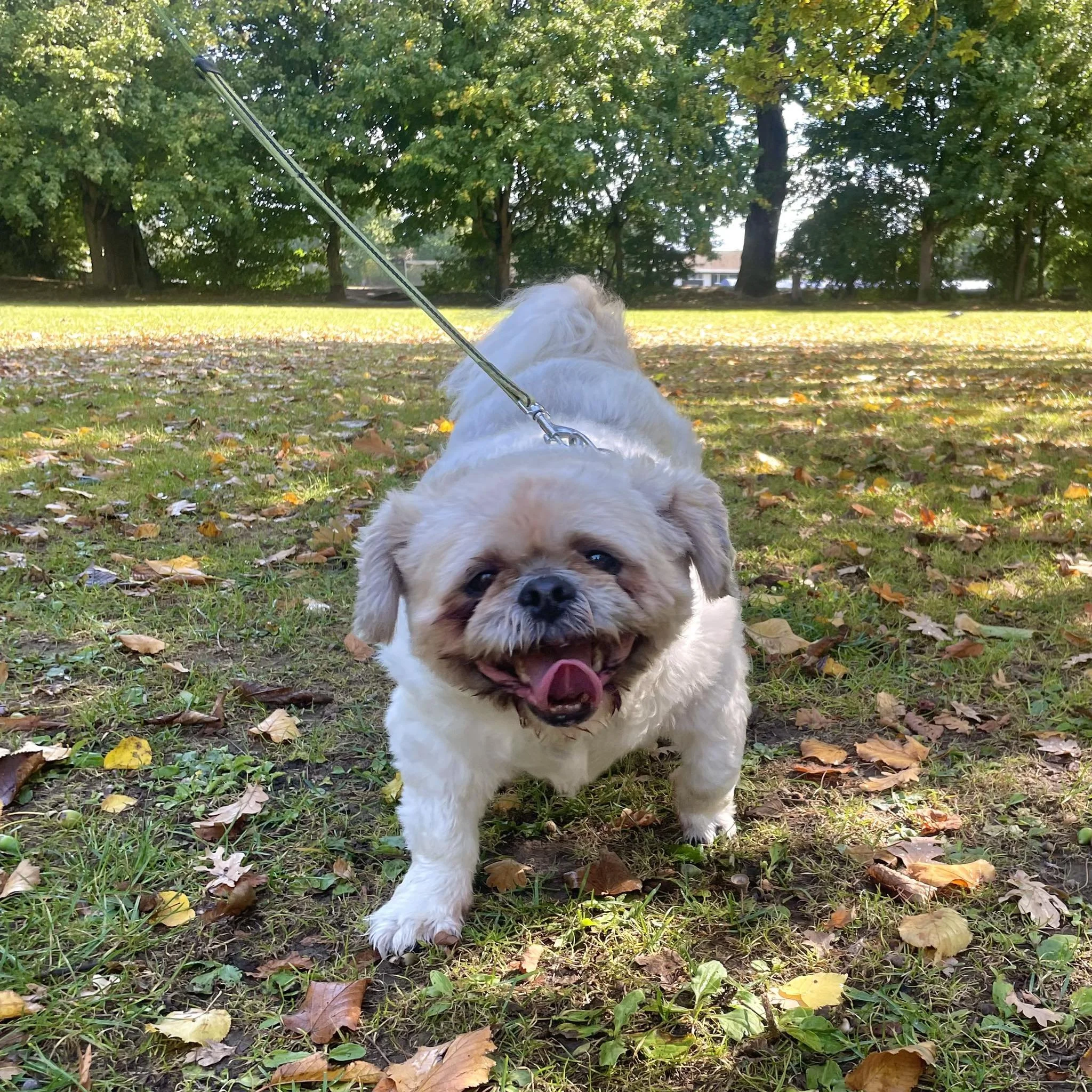 Smiling small dog on a leash in a park with green trees and fallen autumn leaves.