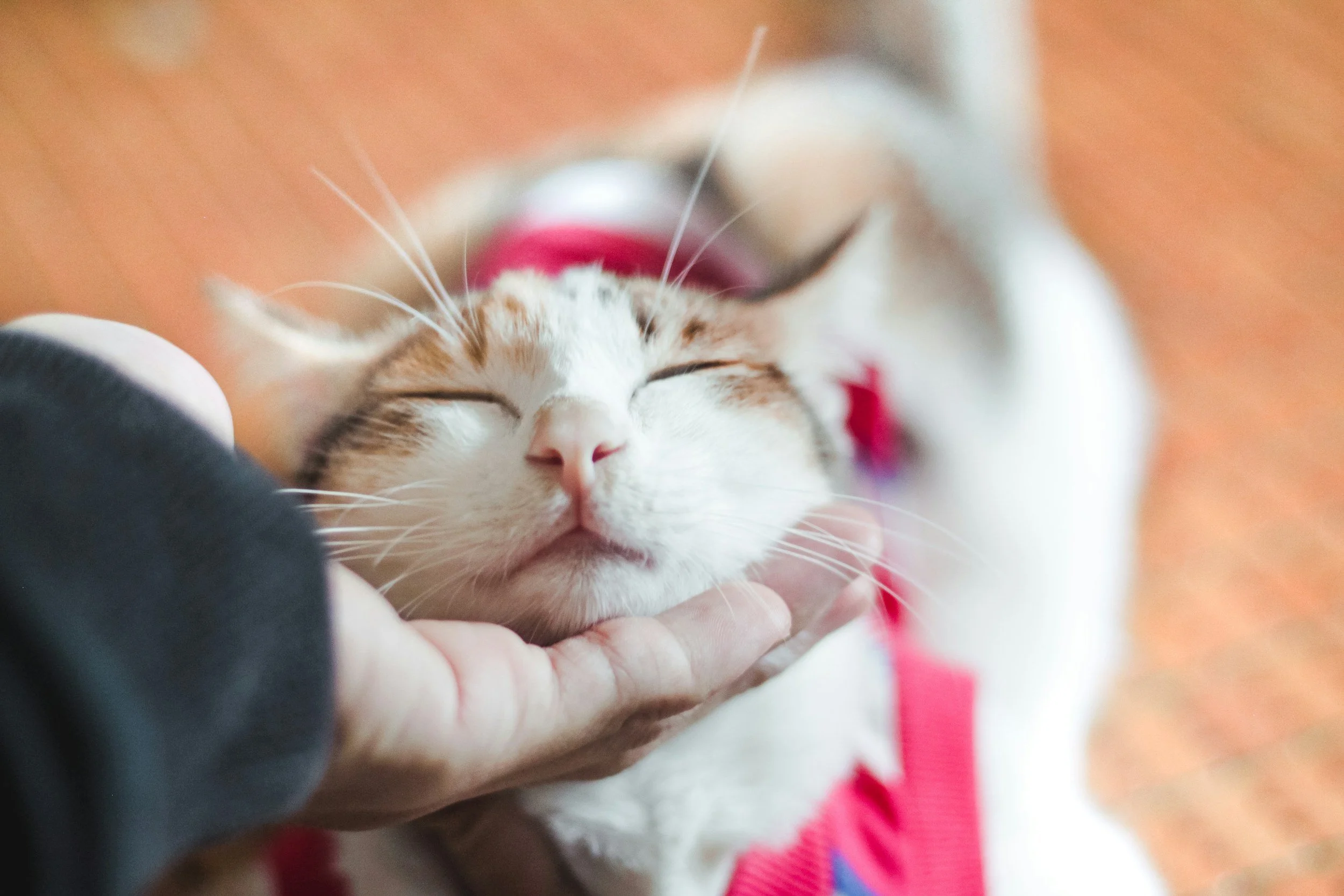 A person petting a white and orange tabby cat that appears to be smiling or relaxed with eyes closed, wearing a red harness.