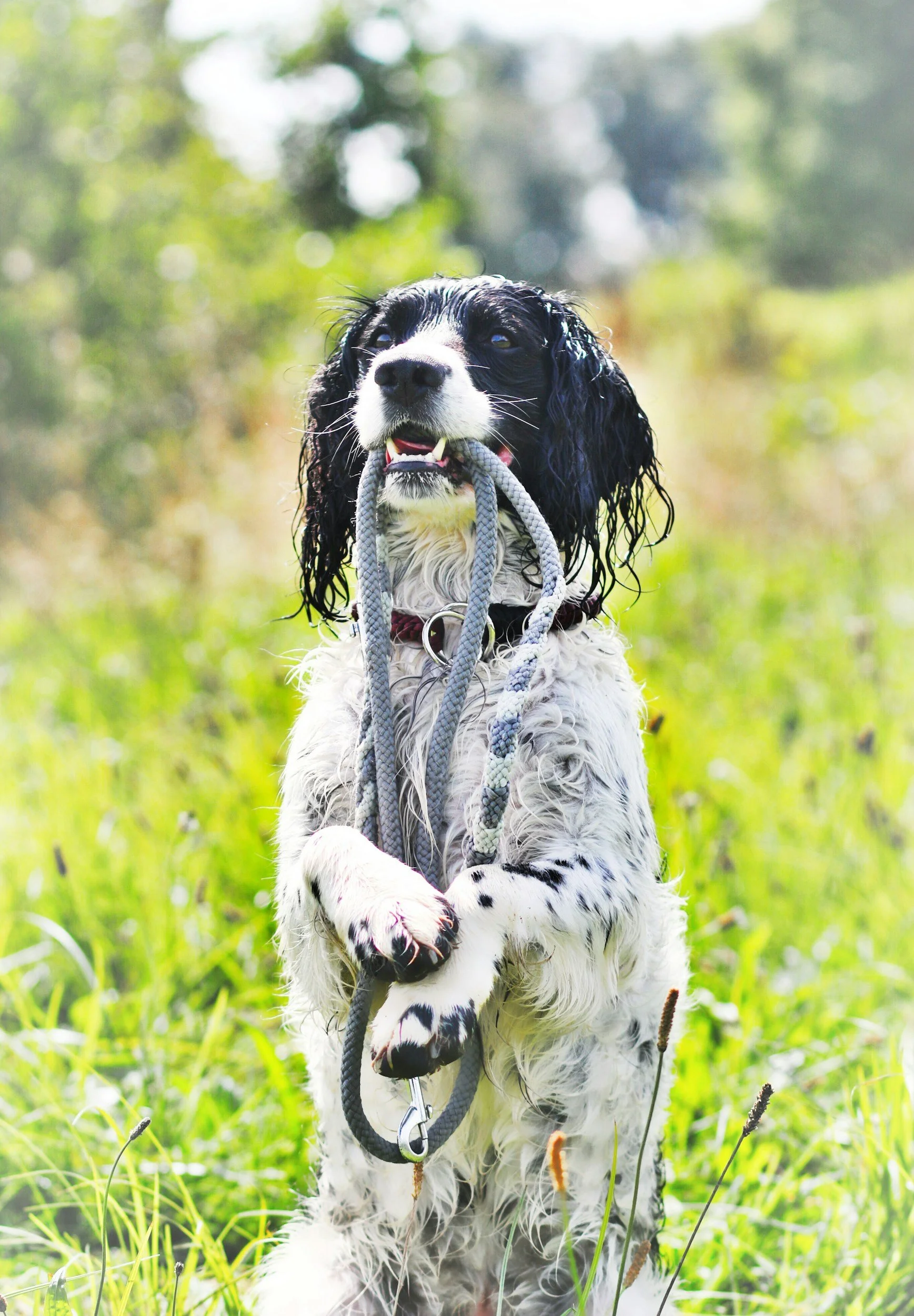 A wet black and white dog holding a gray rope in its mouth, standing in a green grassy field.