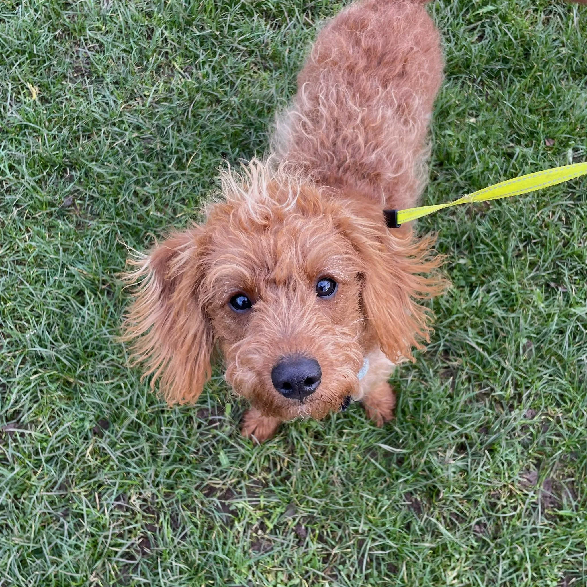 A small, curly-haired brown dog with sad eyes, standing on green grass, looking up at the camera.