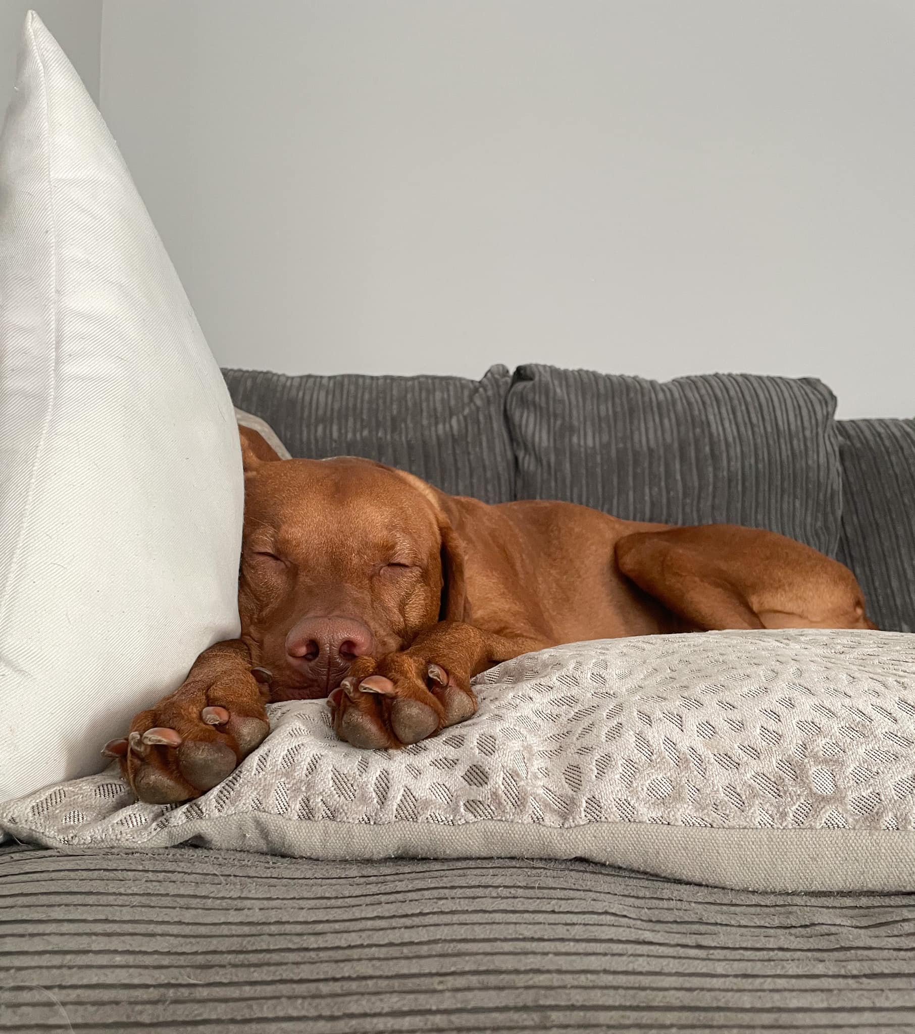 A brown dog sleeping on a couch with a pillow, lying on its side with paws tucked under its head.