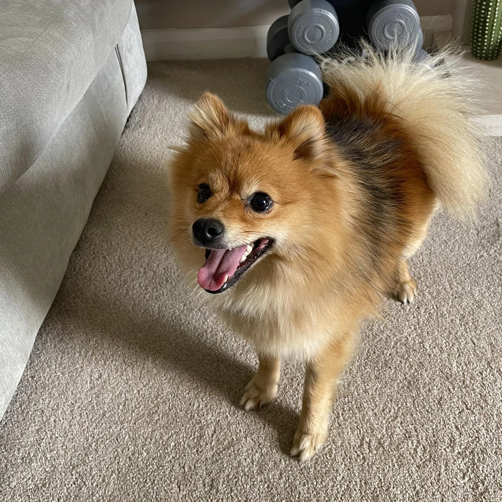 A happy, small, fluffy, tan-colored dog with a bushy tail standing on a beige carpet inside a house, near a gray sofa and a set of gray dumbbells.