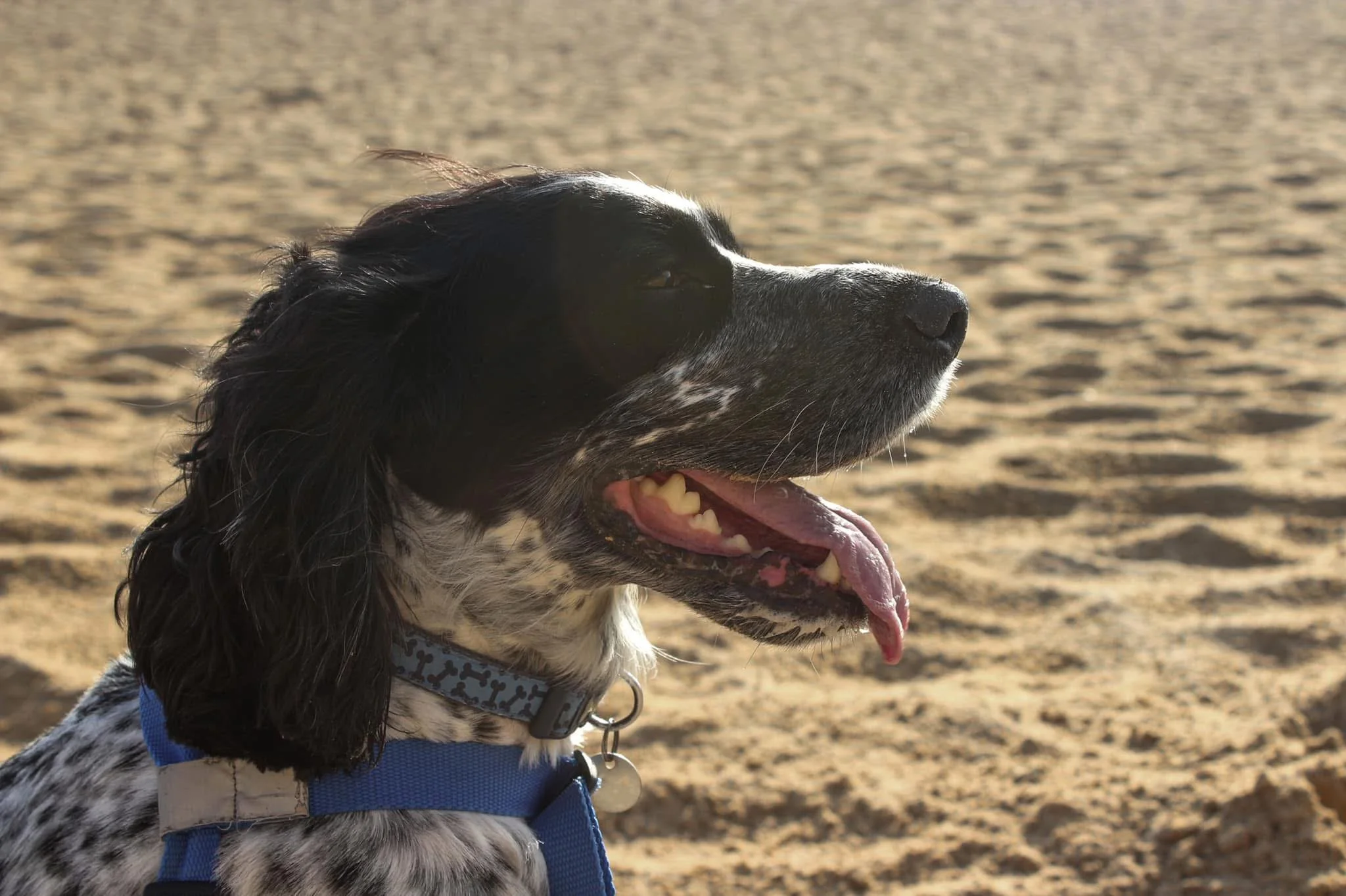 A black and white dog with floppy ears and a blue harness, panting with its tongue hanging out, on a sandy beach during sunset.