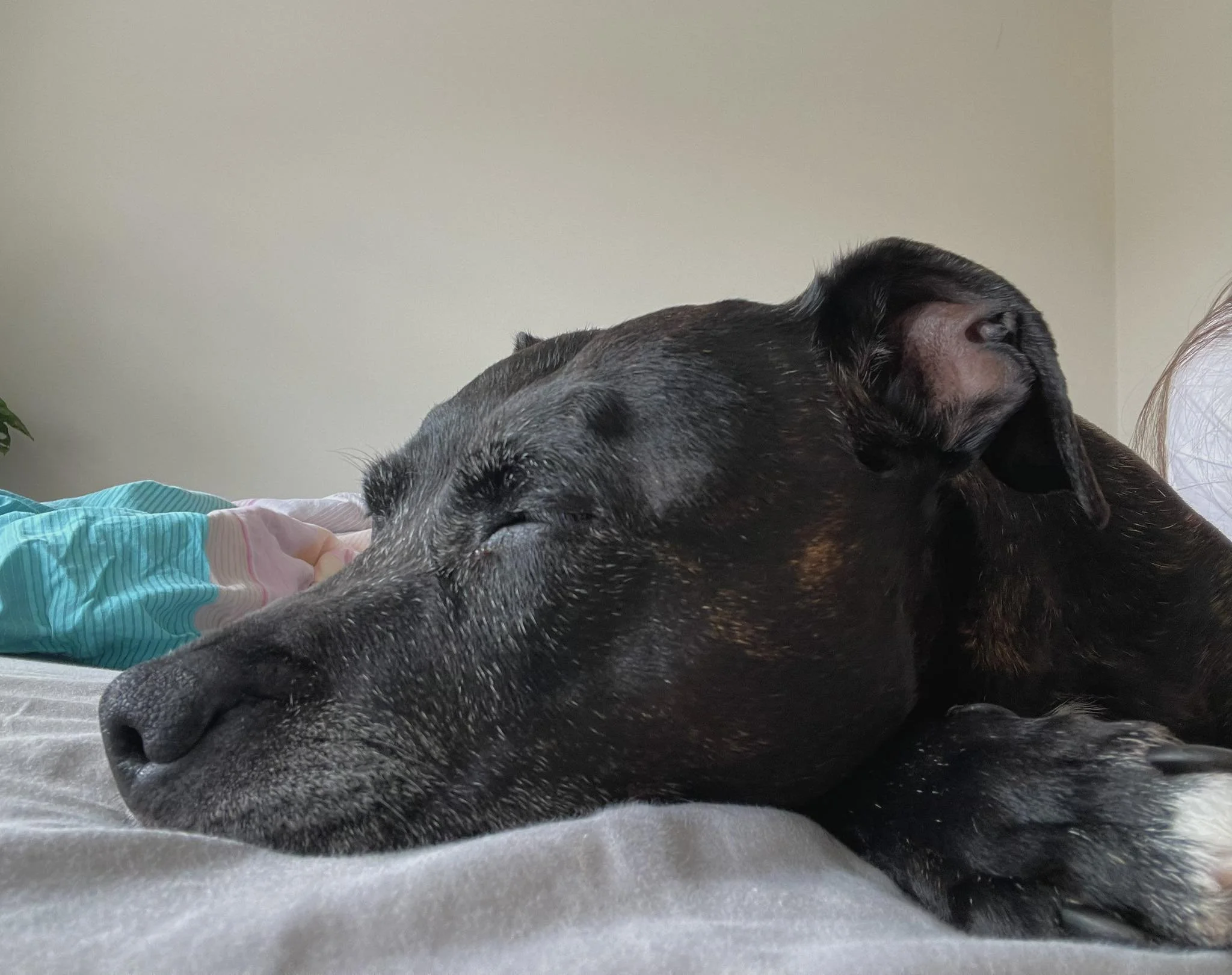 A black dog with brown markings sleeping on a bed.