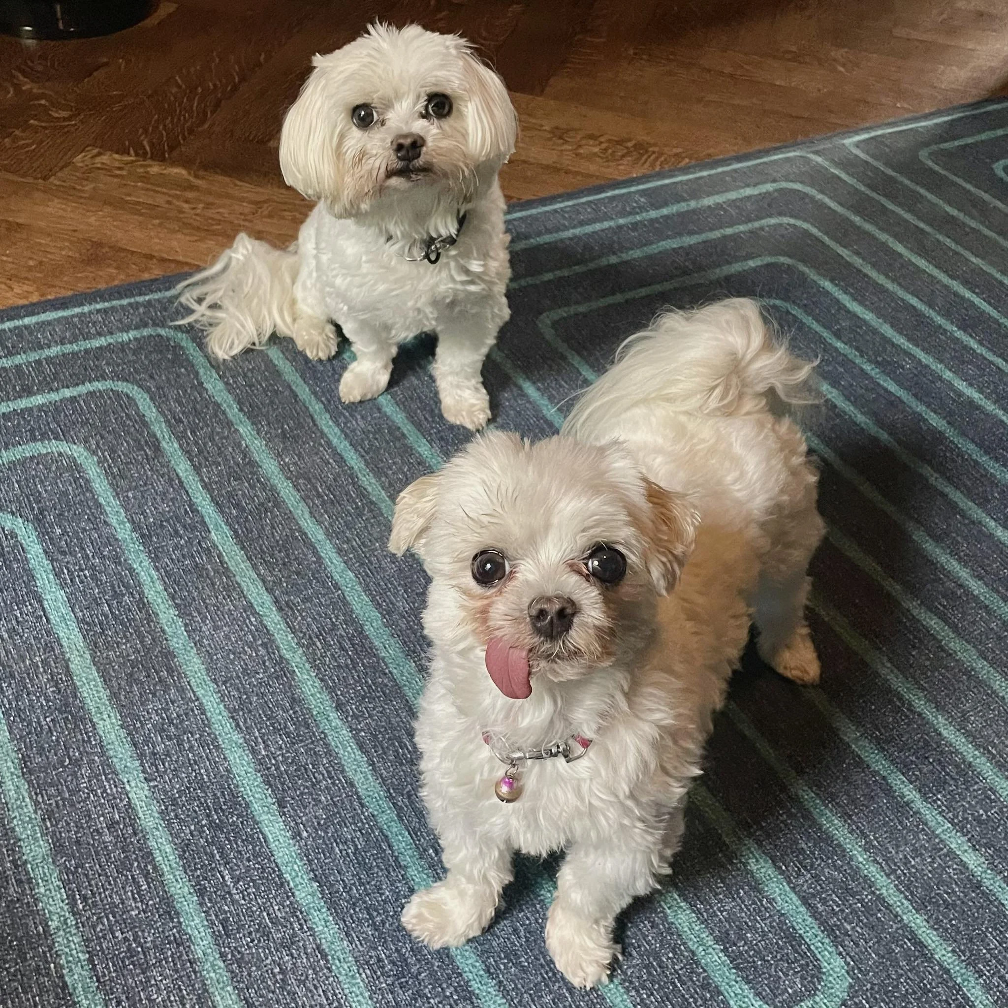 Two small white dogs with curly fur, sitting on a striped blue and gray carpet, looking up at the camera. One dog has its tongue sticking out.