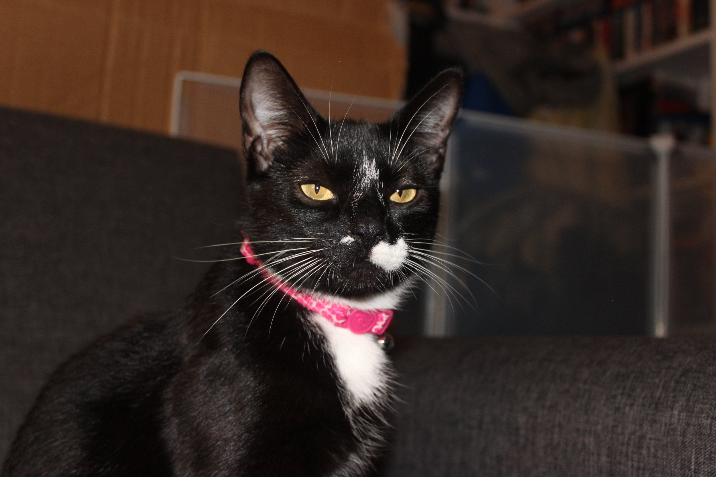 A black and white tuxedo cat with yellow eyes and a pink collar, sitting on a dark sofa.