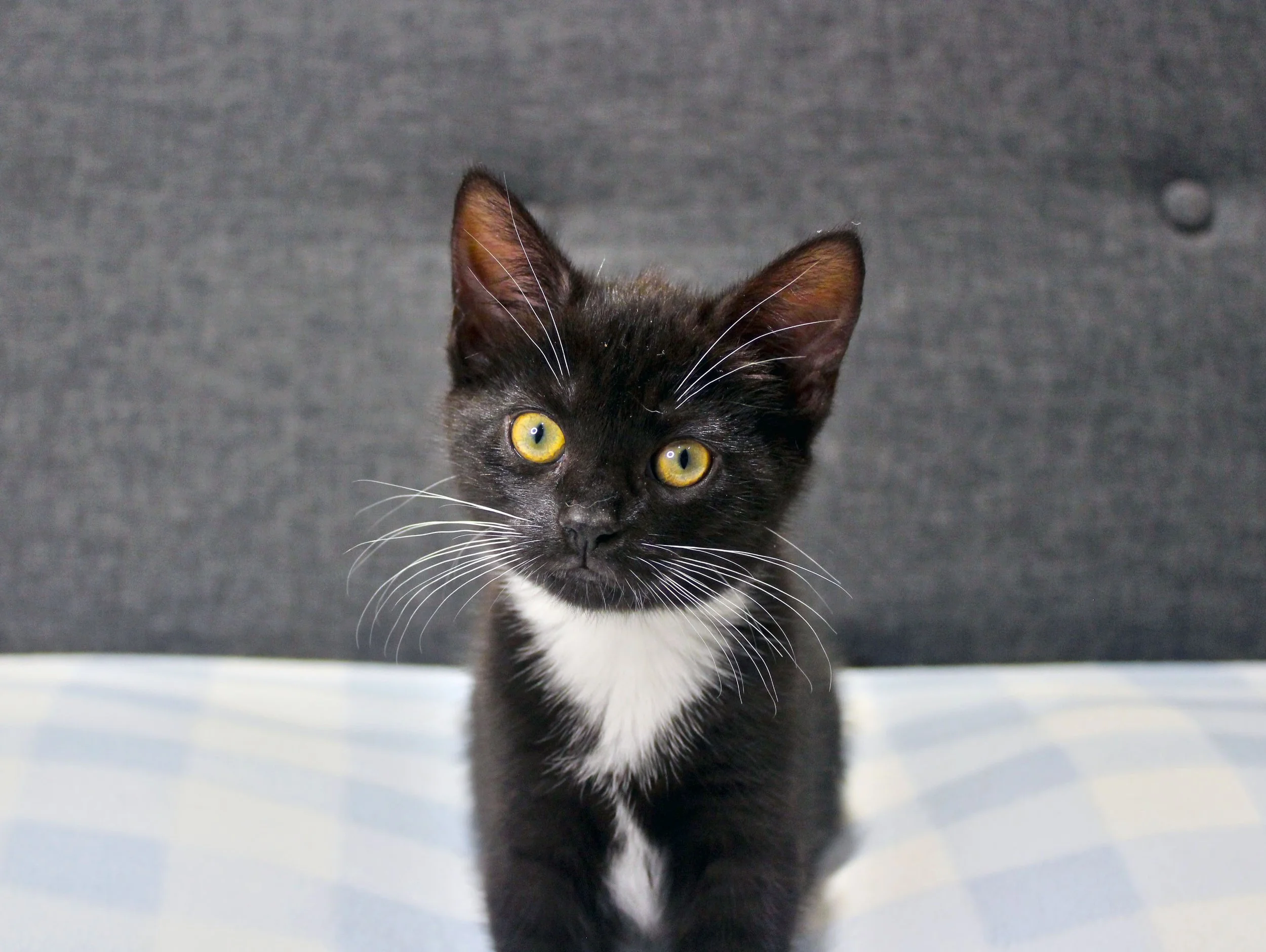 Black and white kitten with yellow eyes sitting on a light blue and white checkered surface against a dark grey background.