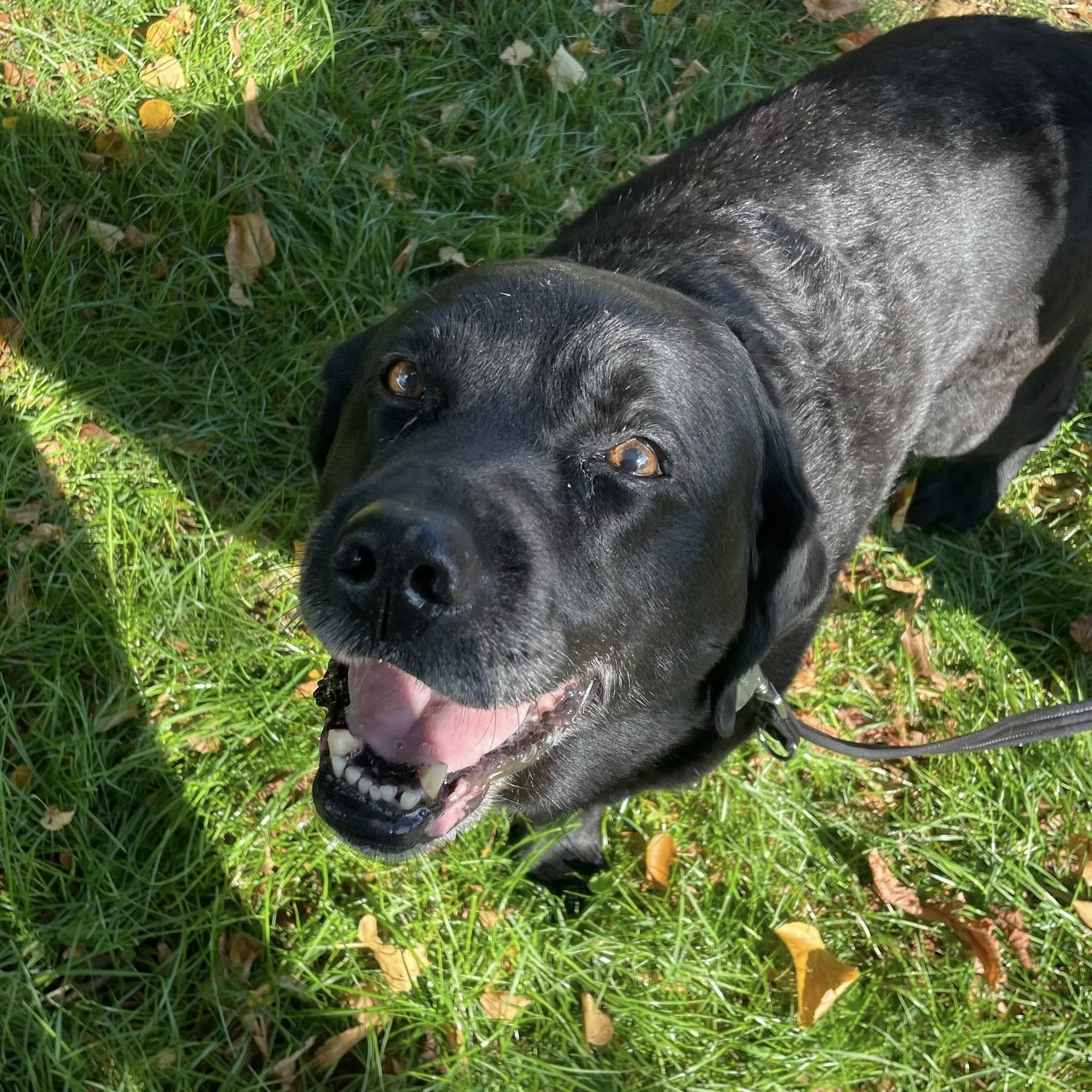A black dog looking up with a happy expression, mouth open, surrounded by green grass and fall leaves.