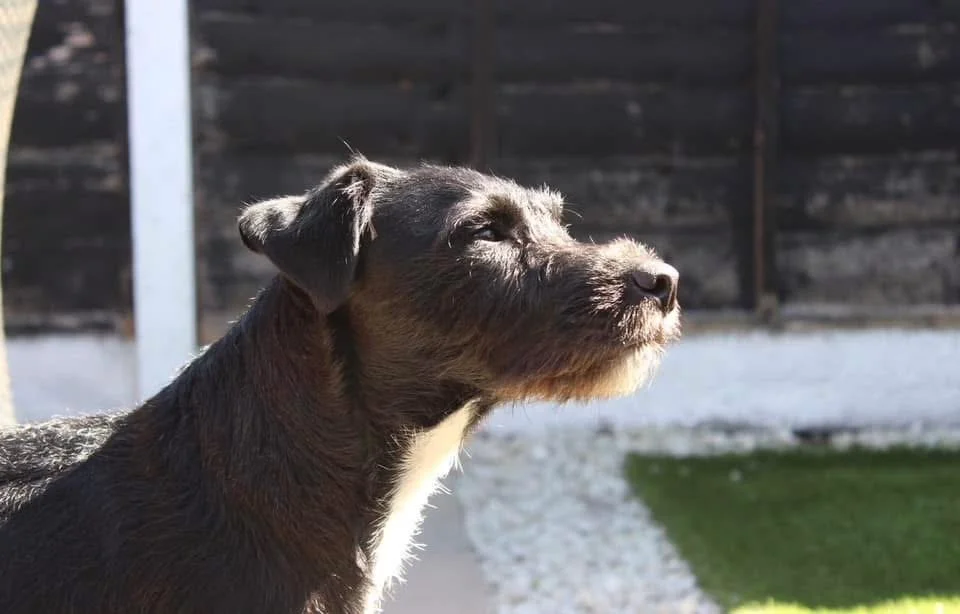 A small black and brown dog with a scruffy coat looking off into the distance.