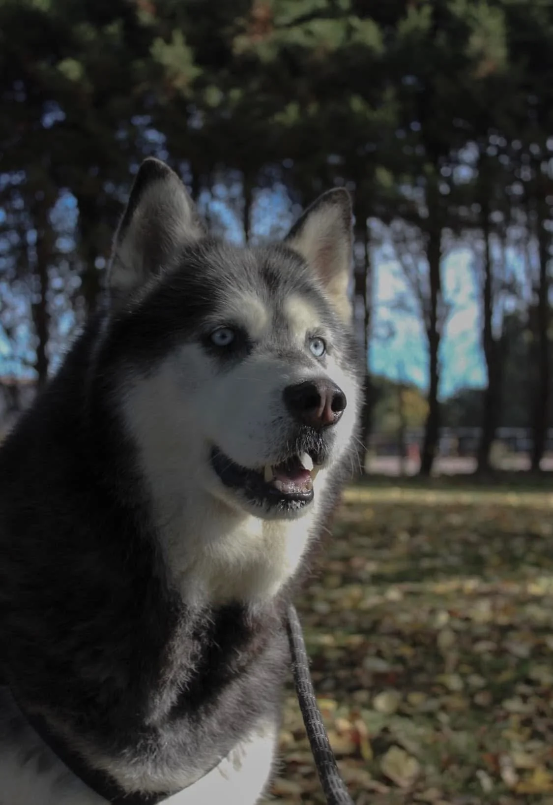 A Siberian Husky dog with blue eyes outdoors in a wooded park area.