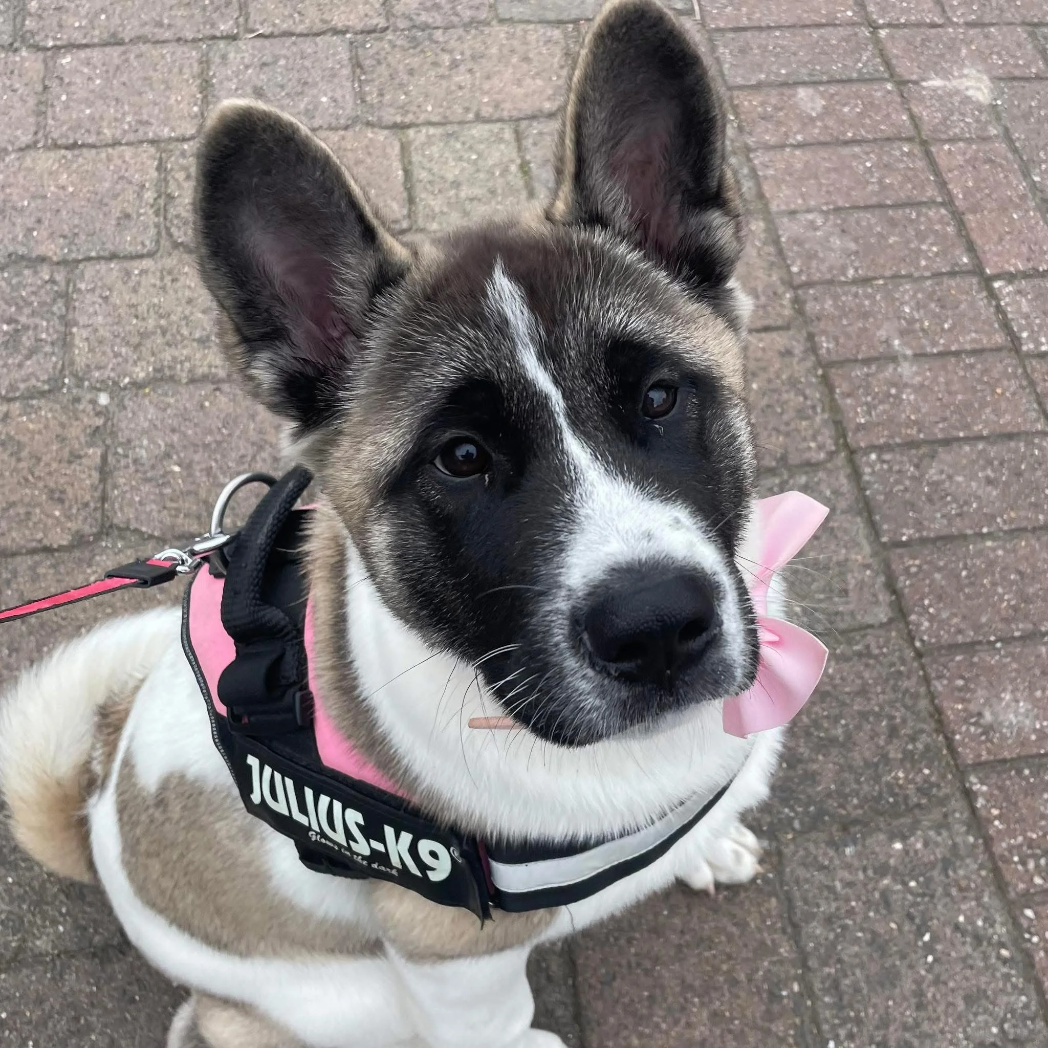 A cute young puppy with a black and white face, wearing a pink bow and a black harness labeled 'JULIUS-K9', sitting on a brick pavement. The puppy has large ears and expressive dark eyes.