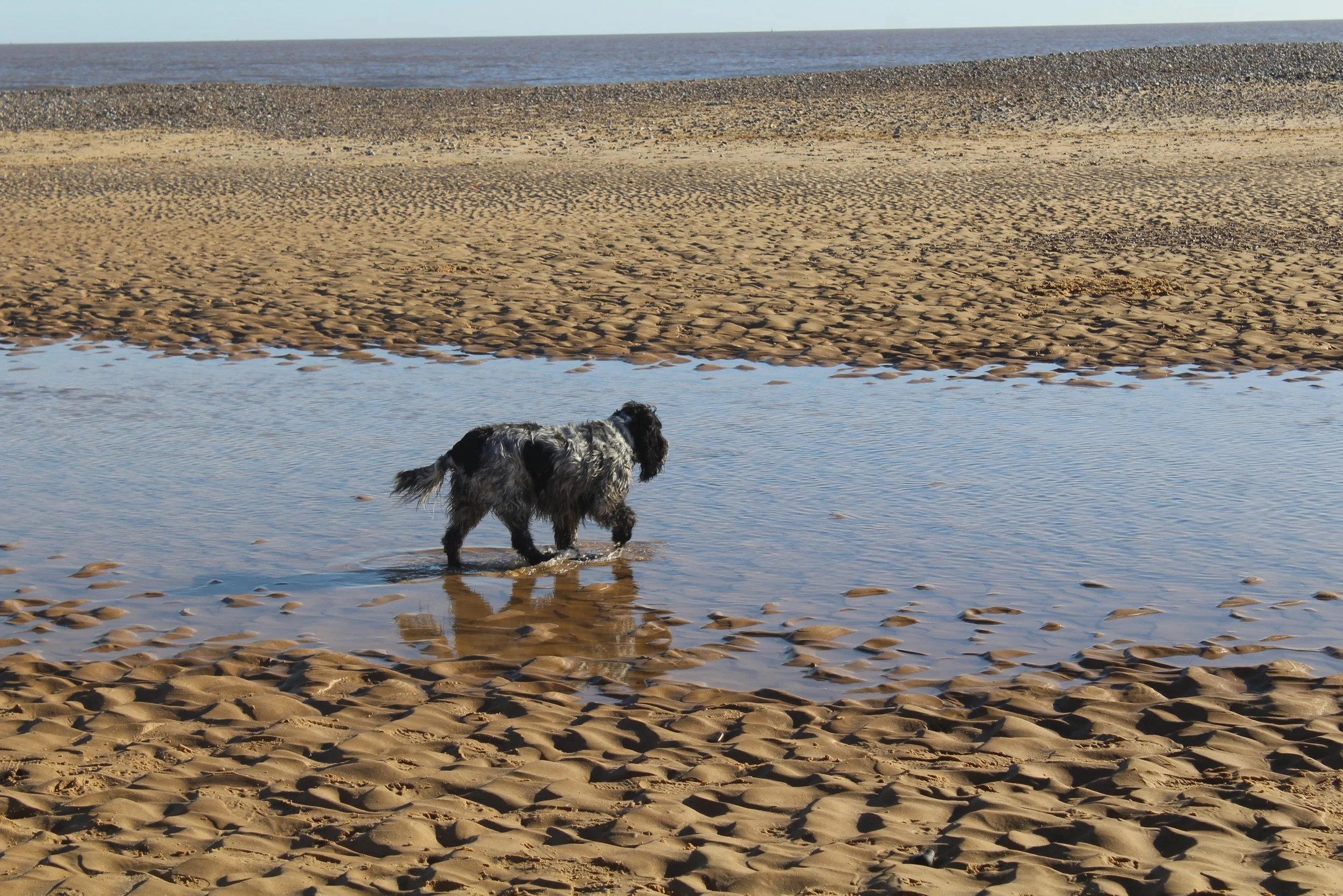Dog walking in shallow water on a sandy beach, with a large body of water and a distant shoreline in the background.