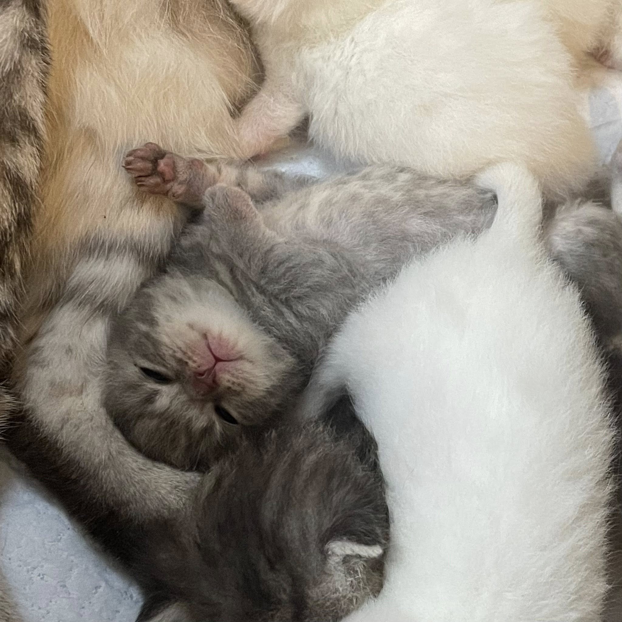 A group of newborn kittens, mostly gray and white, cuddling and resting close to each other