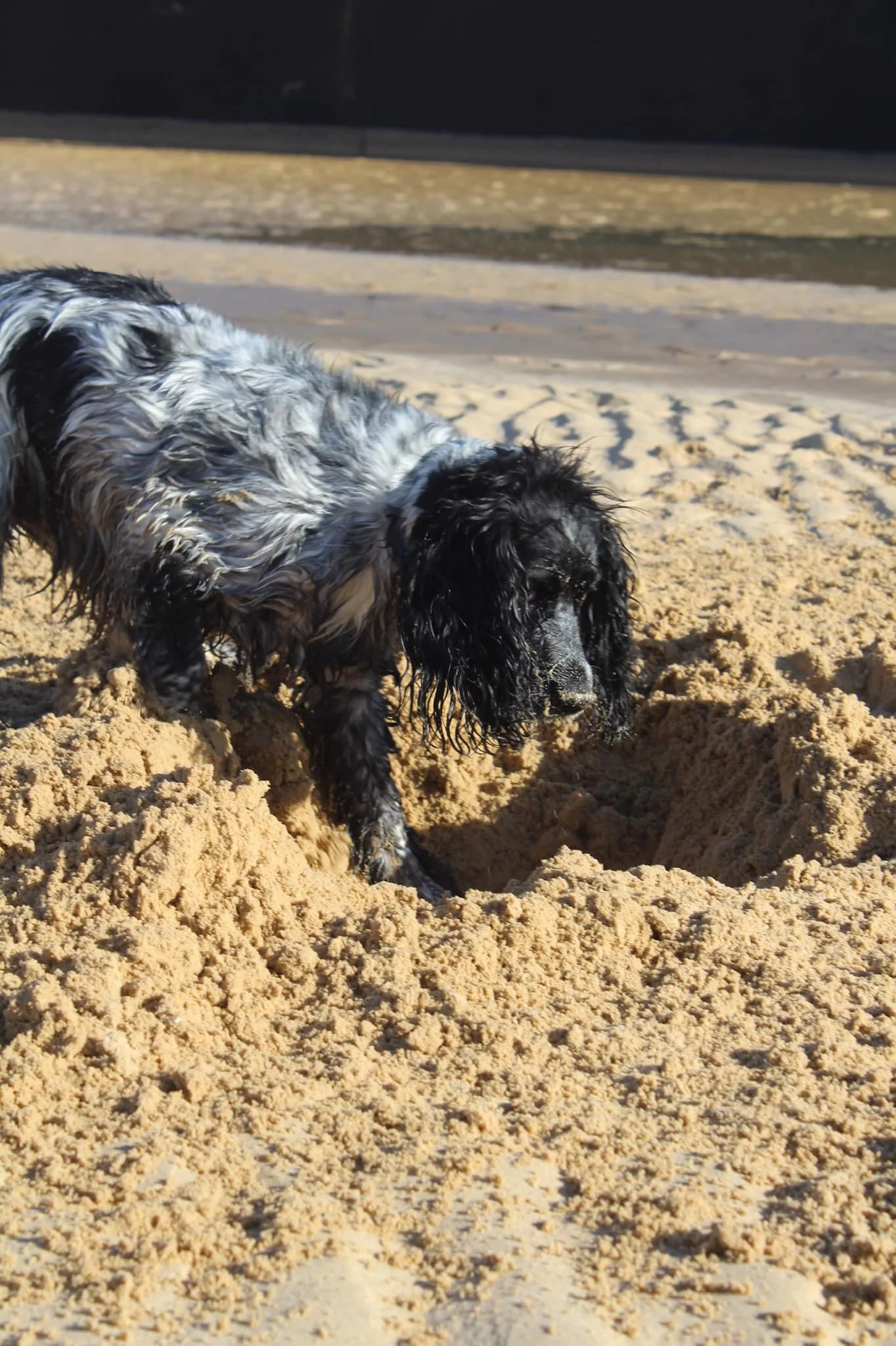 Dog with black and white fur digging in sandy beach sand.