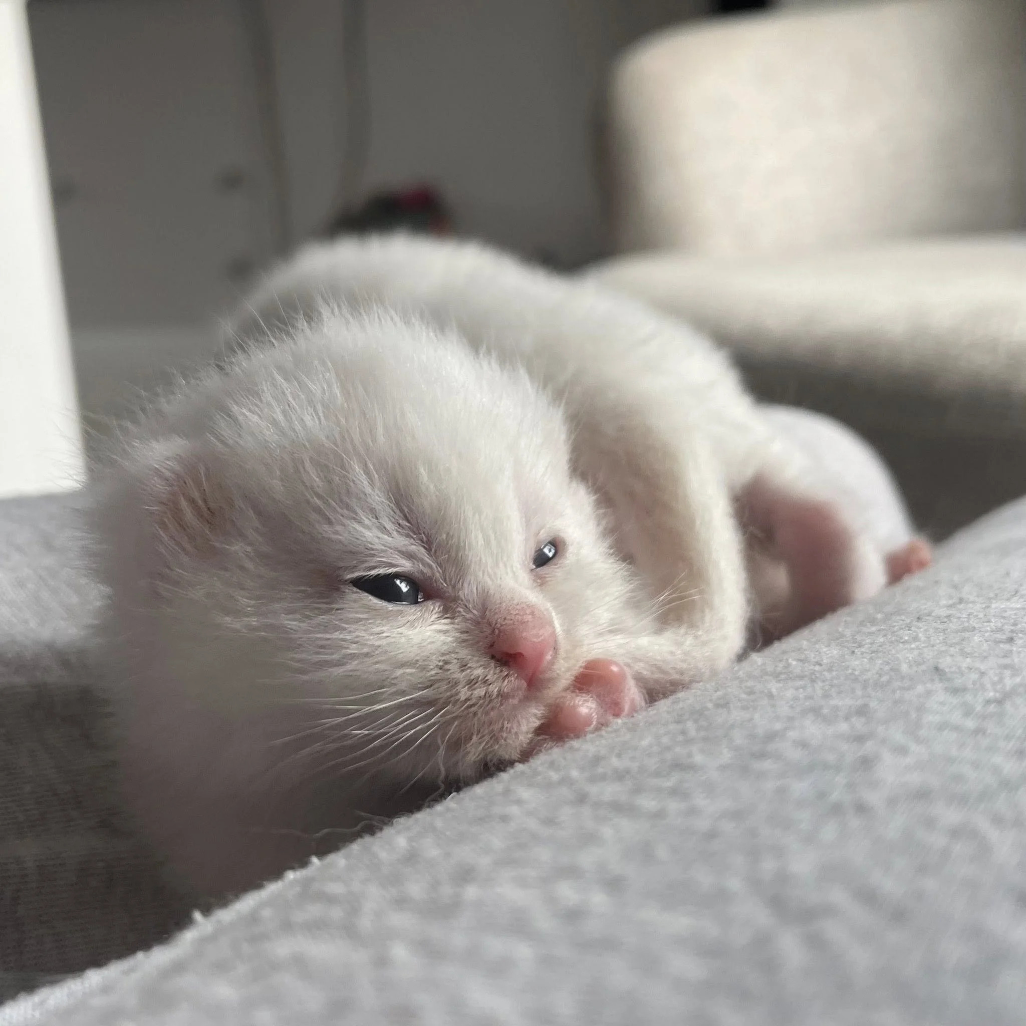 Close-up of a tiny, white kitten lying on a soft, gray surface with half-open eyes and a pink nose.