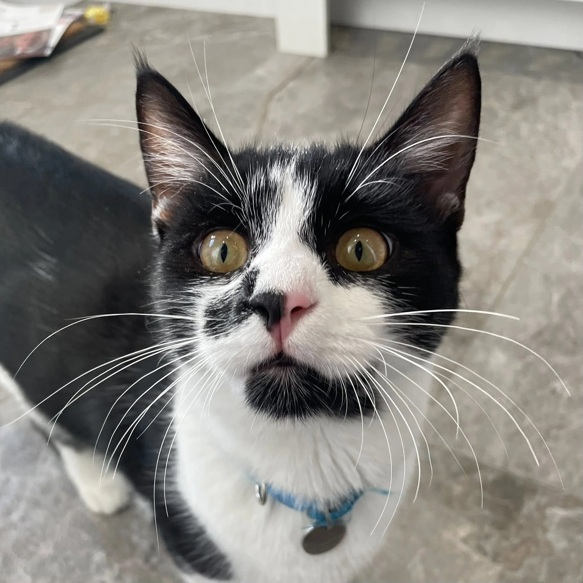 Close-up of a black and white cat with yellow-green eyes and a pink nose, looking up.