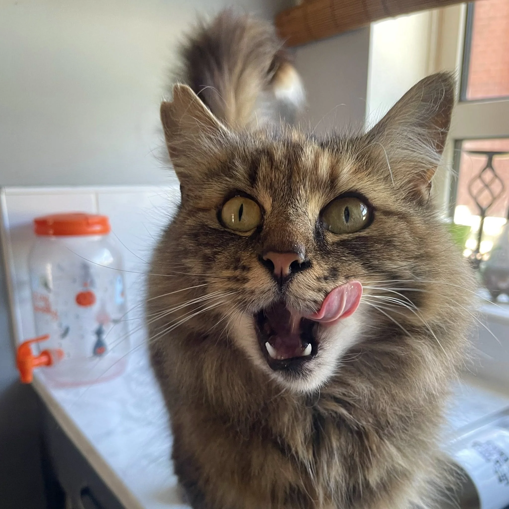 A fluffy tabby cat with green eyes and a pink tongue sticking out, sitting on a counter near a window.