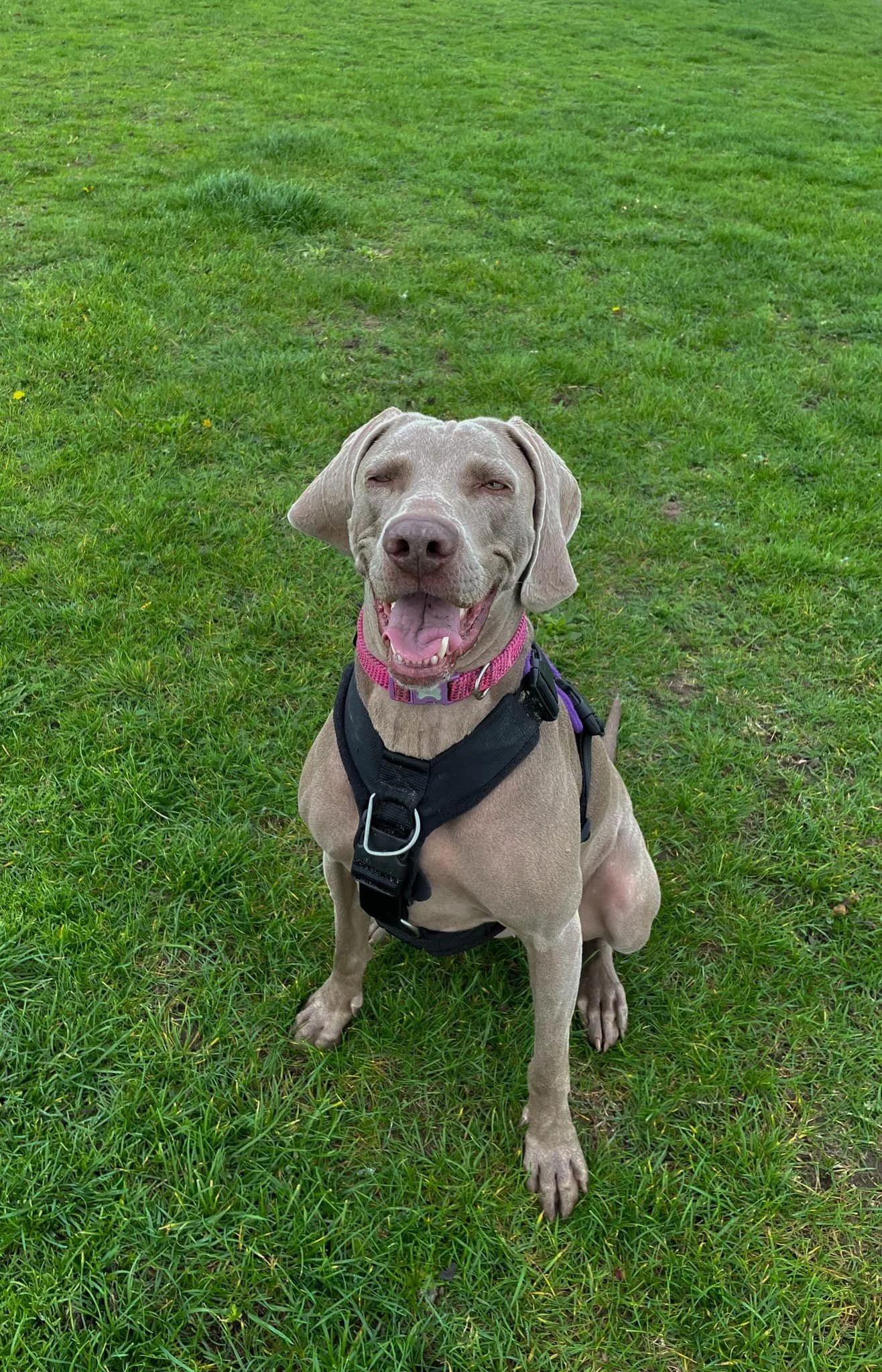 A happy light brown dog with closed eyes, sitting on a grassy field, wearing a pink collar and a black harness.