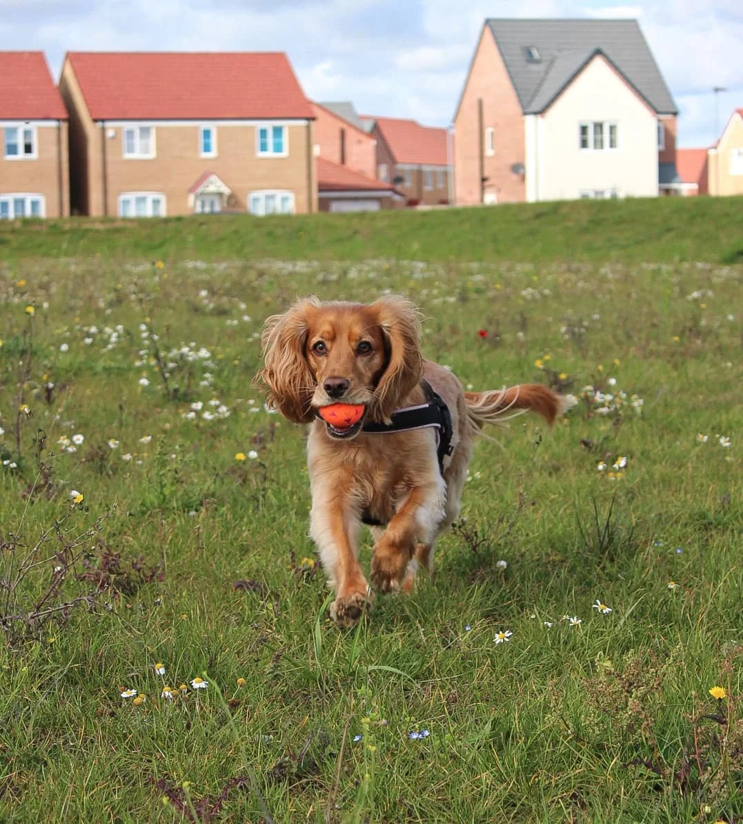 A dog running across a grassy field with a small orange ball in its mouth, houses in the background under a partly cloudy sky.