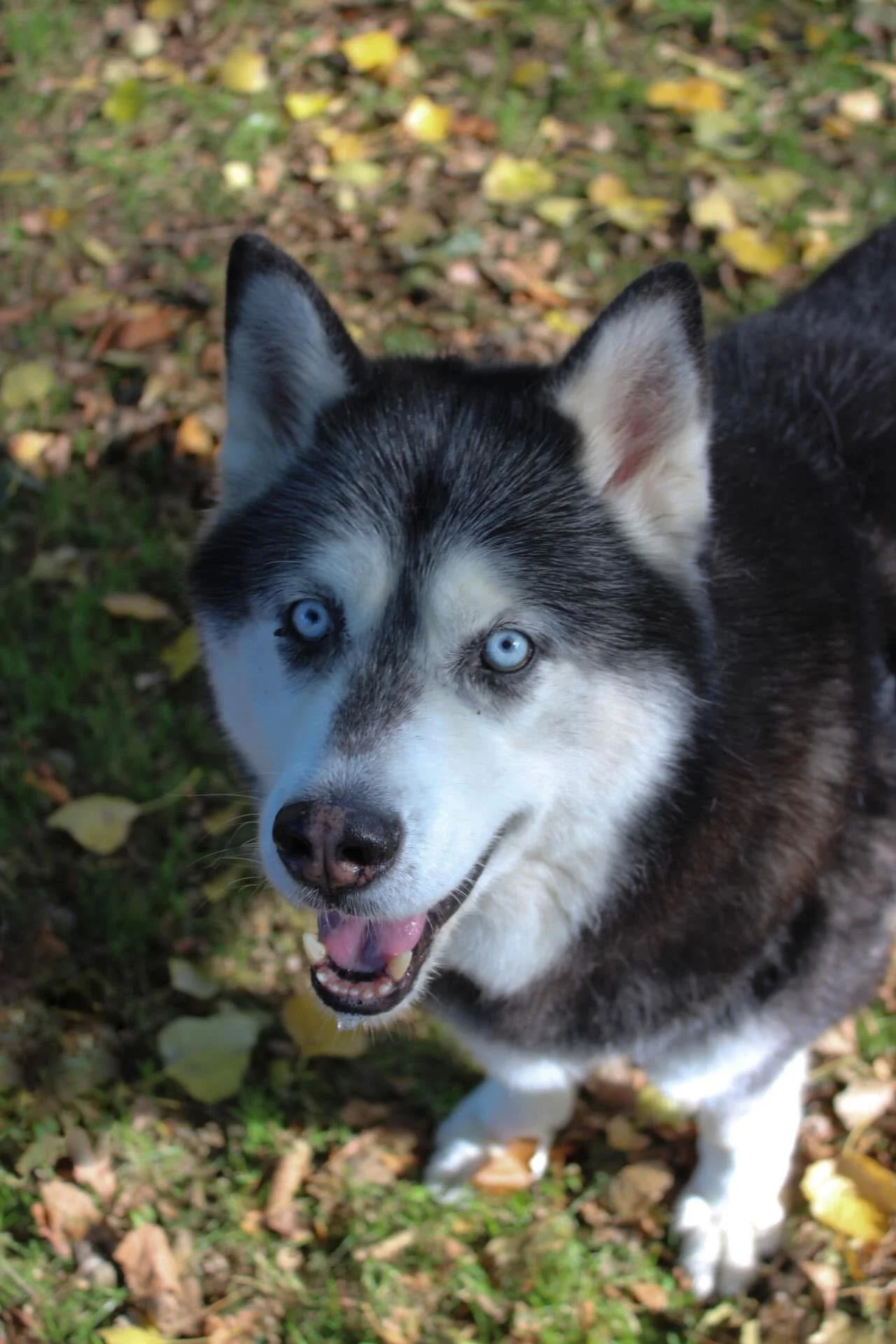 Close-up of a Husky dog with blue eyes, black and white fur, outdoors on grass with fallen leaves.