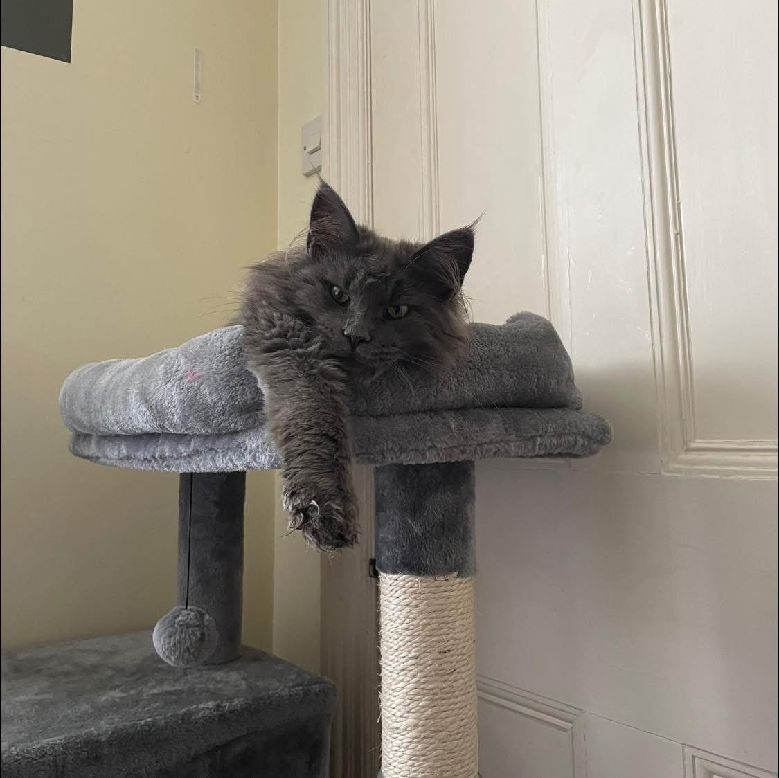 A gray long-haired cat lying on a gray cat tree, with one paw hanging down and resting on the edge, inside a room with light-colored walls and a white door.