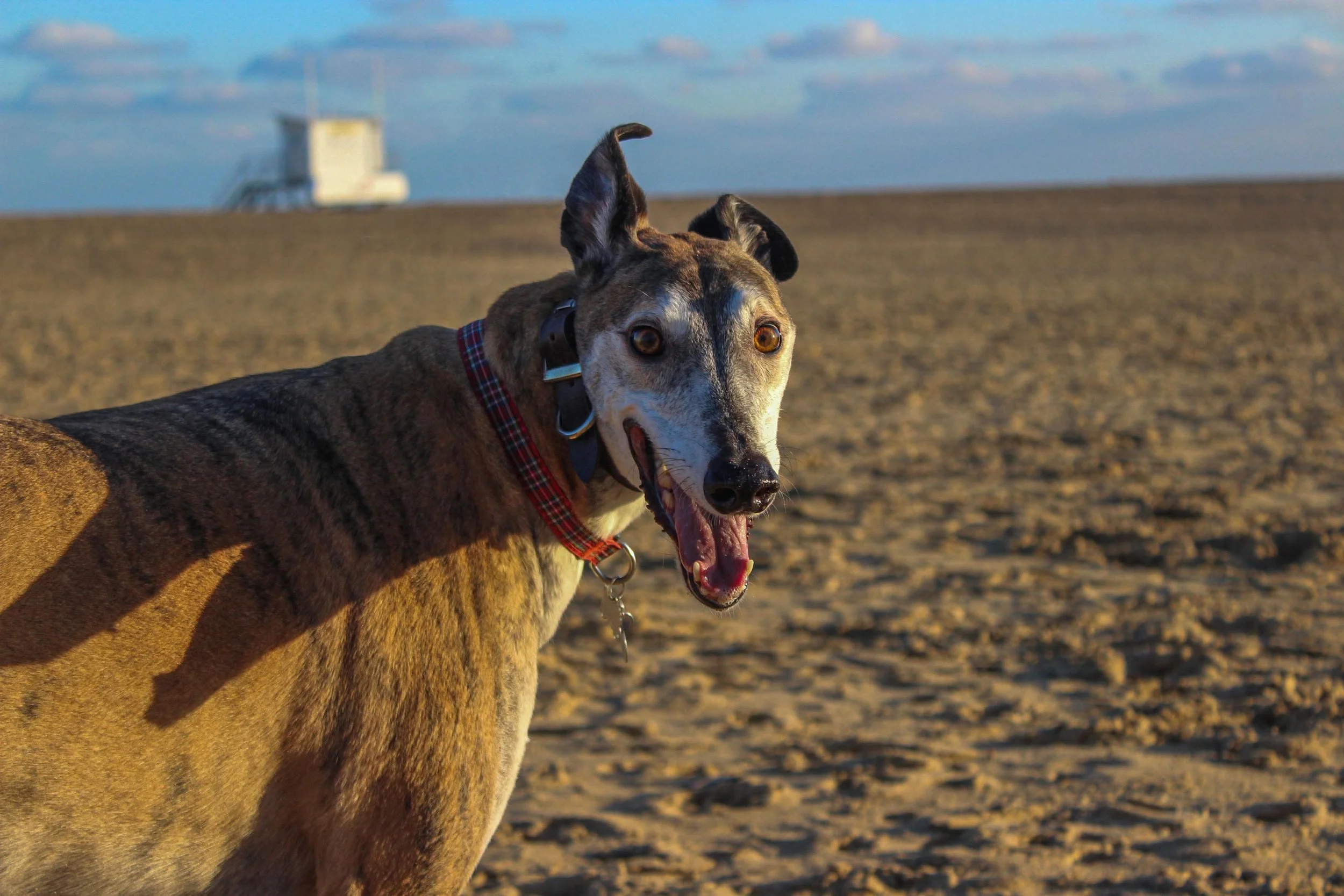 A happy brindle greyhound dog with a red plaid collar on a beach, looking back at the camera with an open mouth. In the background, there is a lifeguard tower under a blue sky with some clouds.