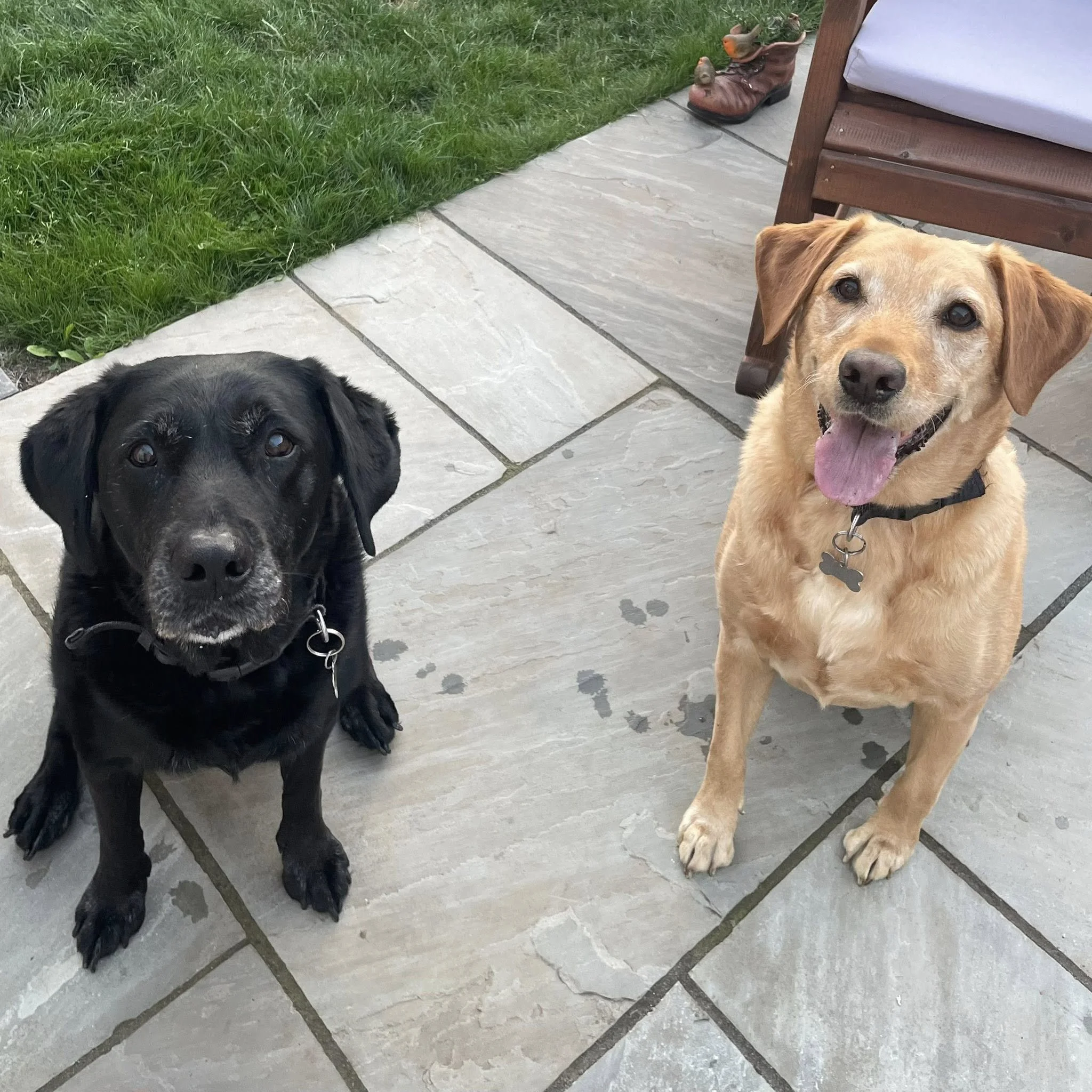 Two dogs sitting on a stone patio, one black and one tan, with grass and outdoor furniture in the background.
