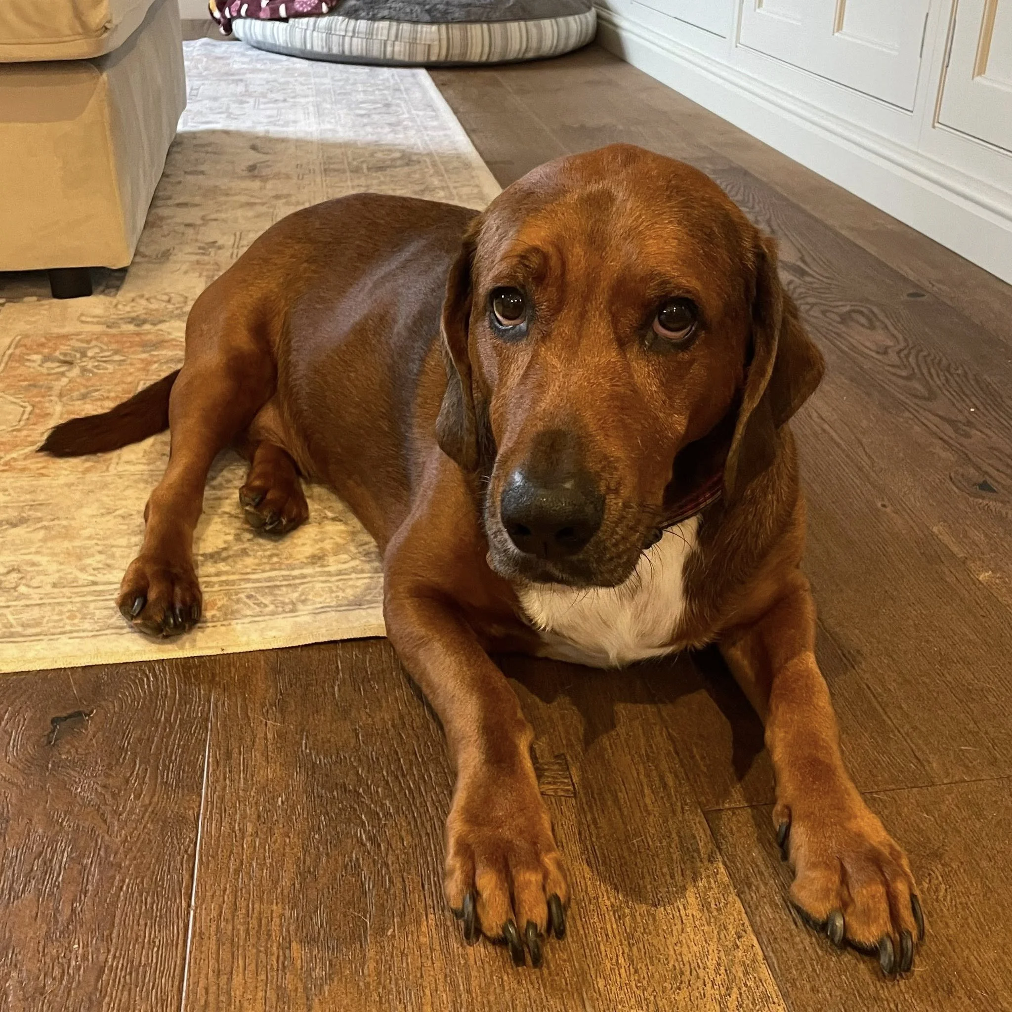 A brown dog with droopy ears lying on a wooden floor, looking up.