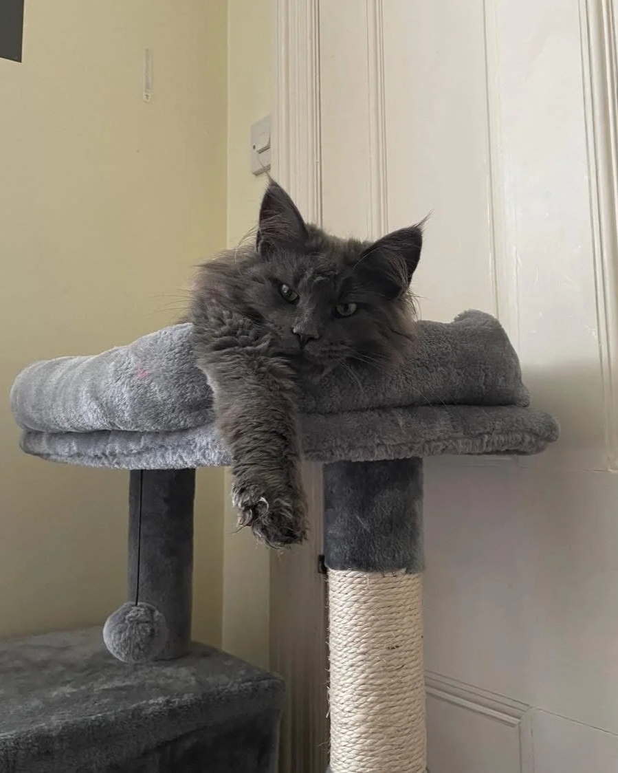 Gray cat lying on a gray carpeted cat tree with one paw hanging down. The cat is relaxing with one eye slightly closed, situated near a white paneled door and beige wall.