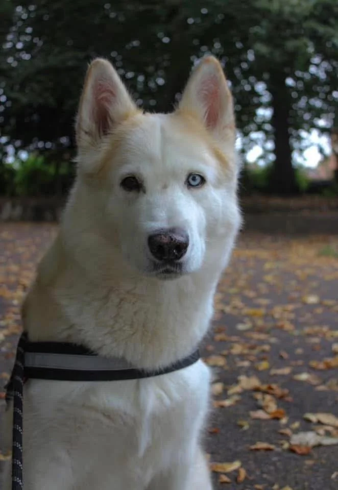 A white and cream-colored Siberian Husky with hazel and blue eyes, wearing a black harness, sitting outdoors on fallen leaves with trees in the background.