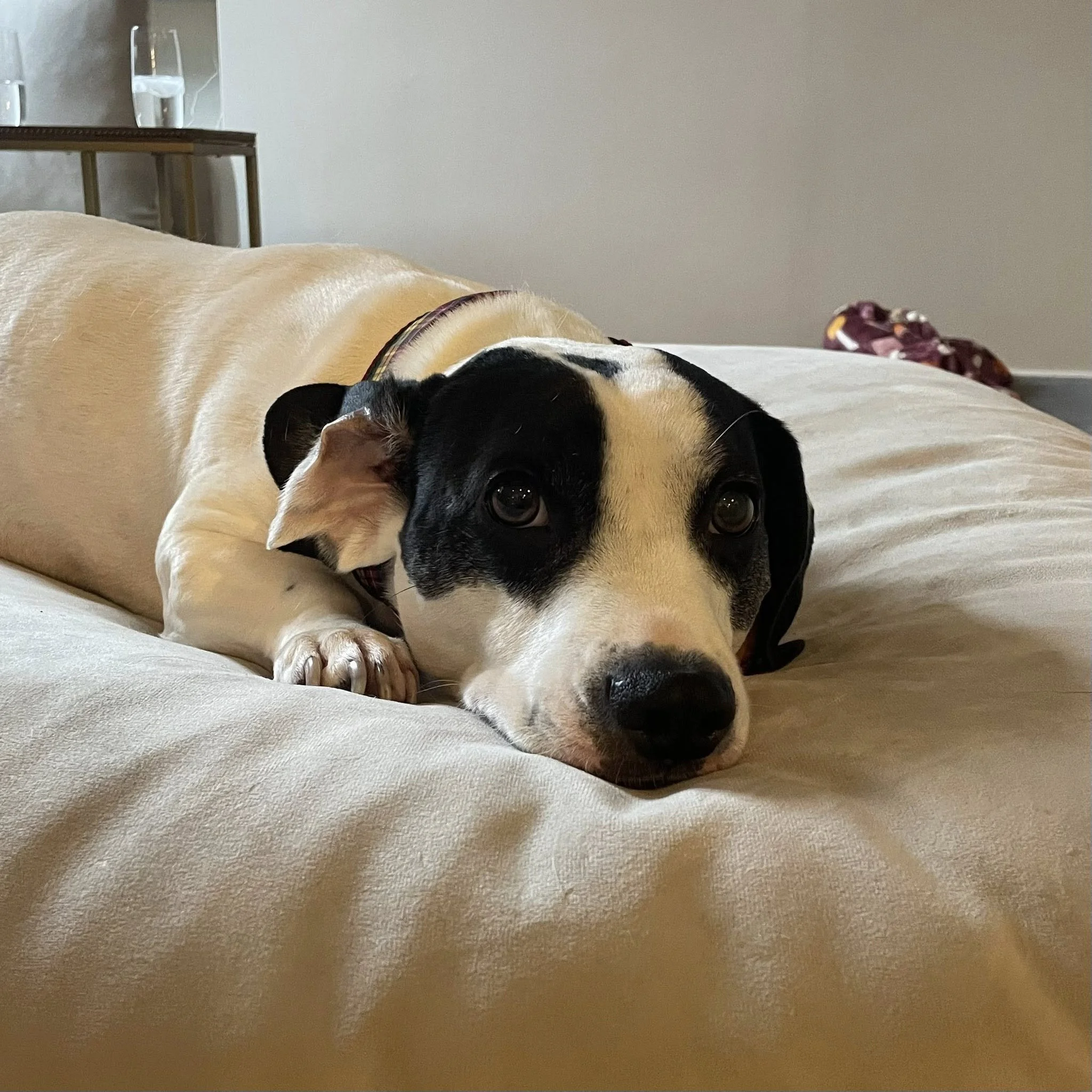 A dog lying on a bed with tan bedding, resting its head on the surface and looking at the camera.