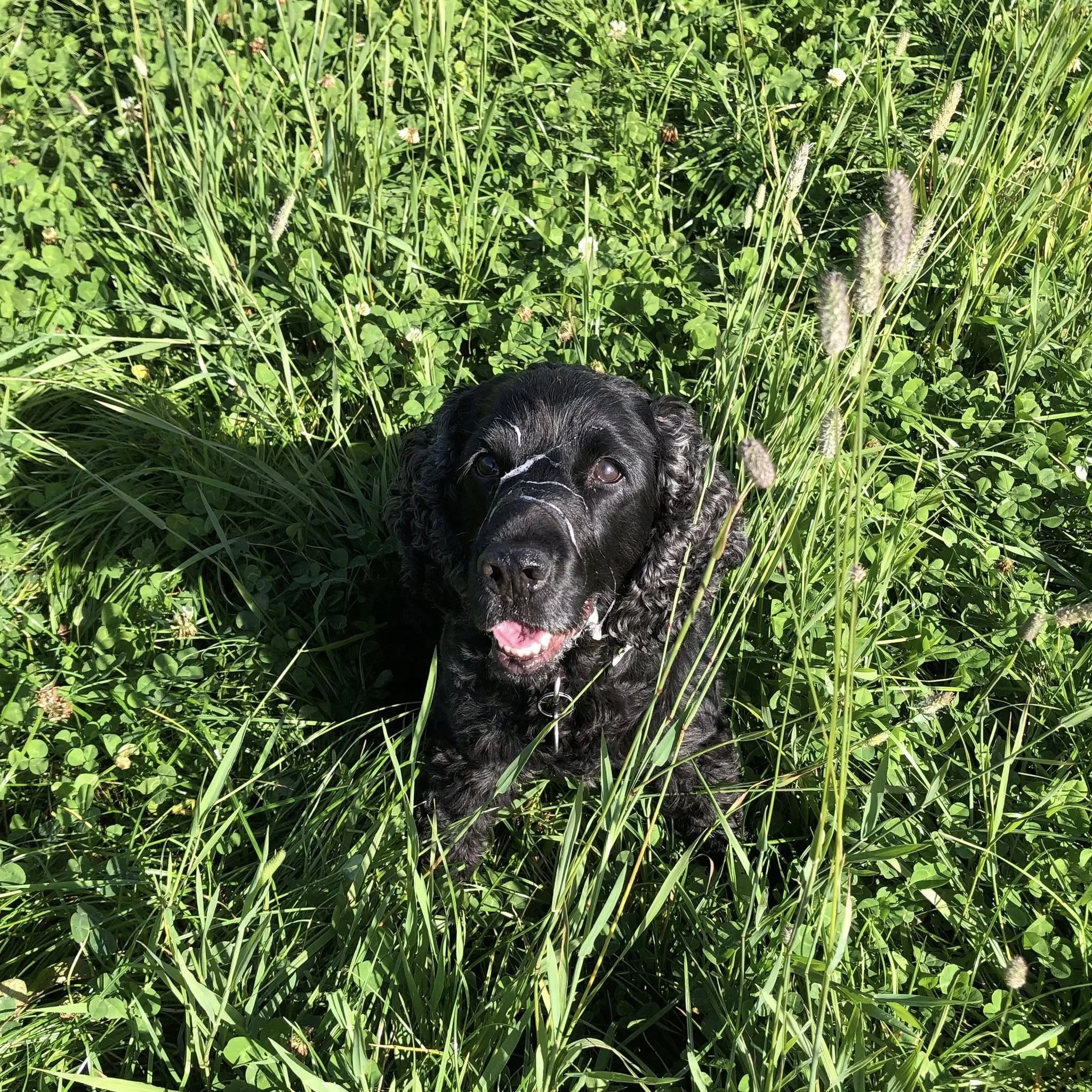 Black Cocker Spaniel puppy sitting in tall green grass and weeds, smiling with its mouth open and tongue out, with sunlight illuminating the scene.