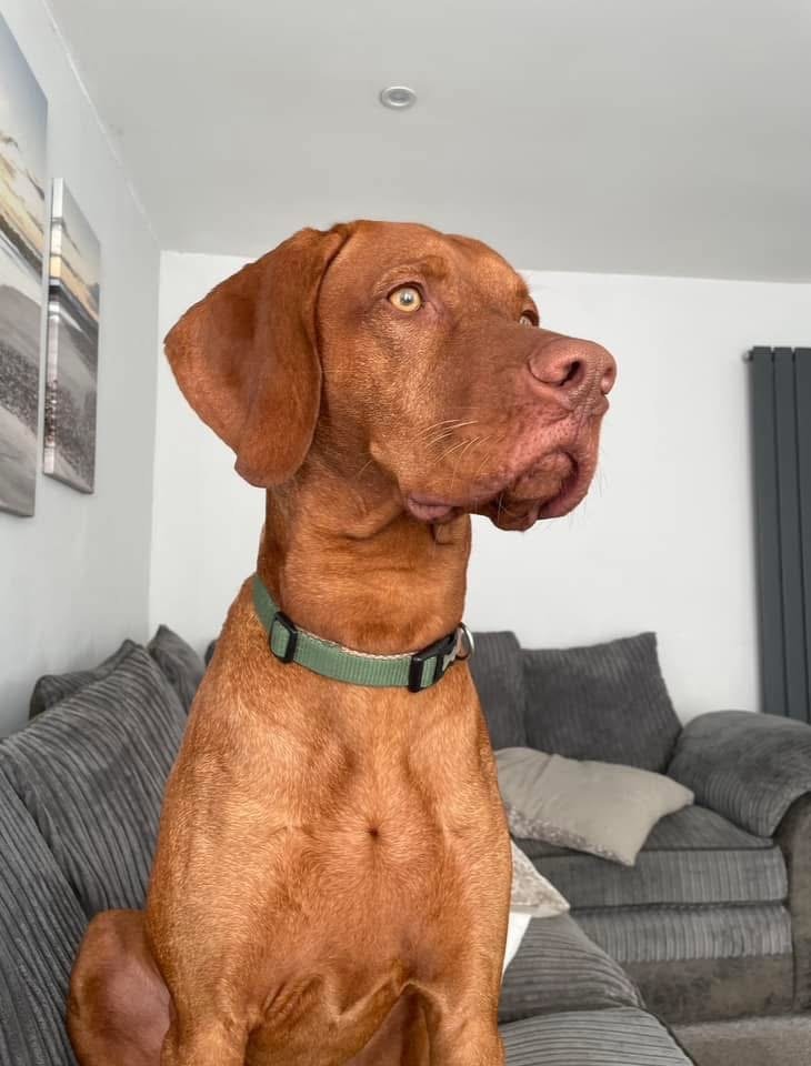 A brown dog with a green collar sitting on a gray sofa in a living room, looking to the right.