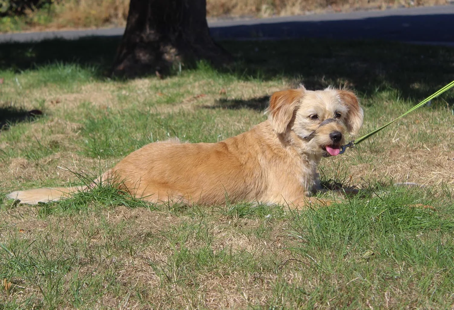 A small tan dog with floppy ears lying on grass in a park, attached to a green leash.
