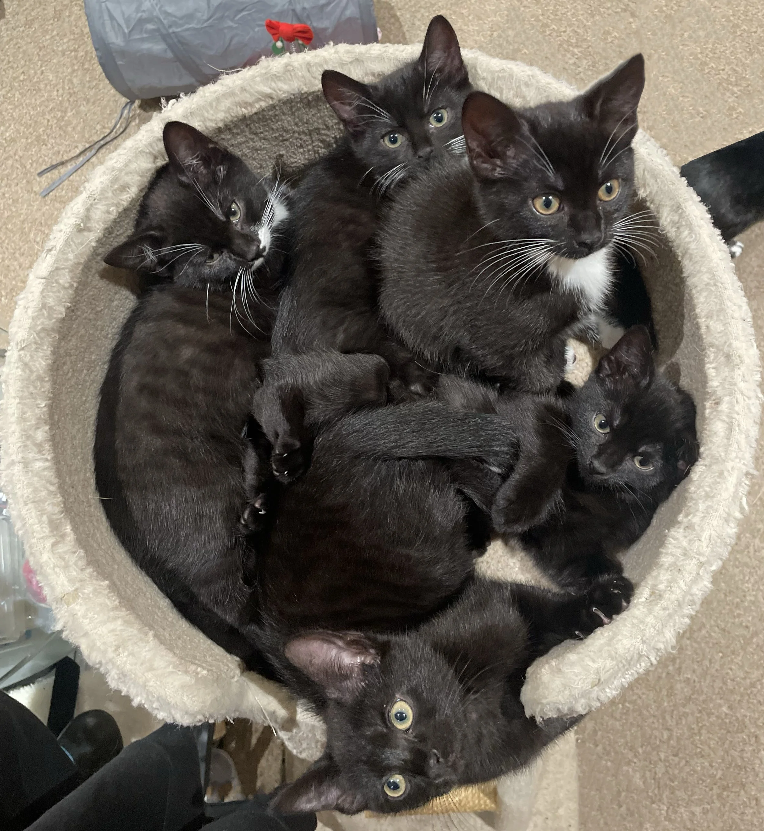 Overnight Cat Sitting