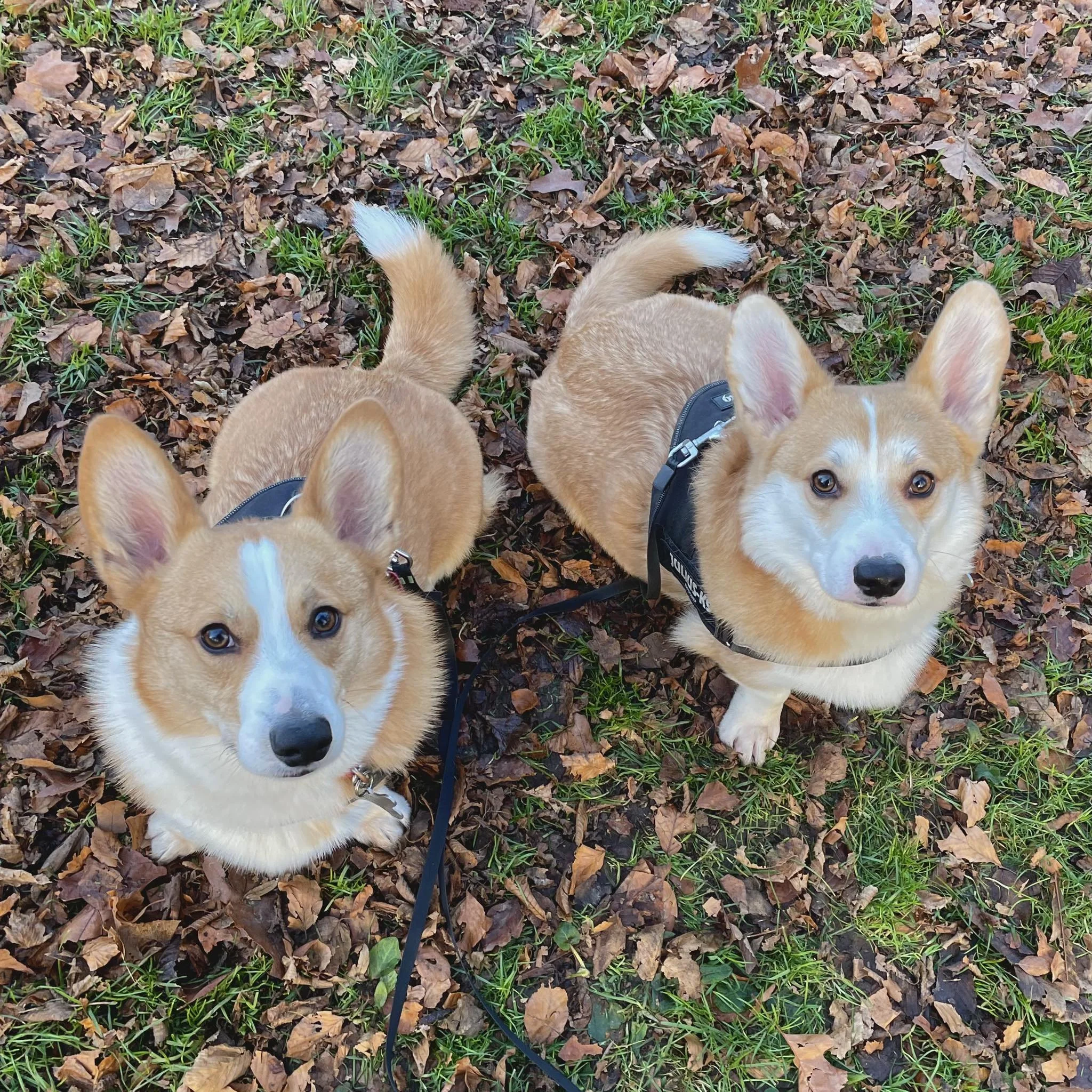 Two Pembroke Welsh Corgis with tan and white fur, wearing black harnesses, sitting on a ground covered with fallen autumn leaves and some green grass, looking up at the camera.
