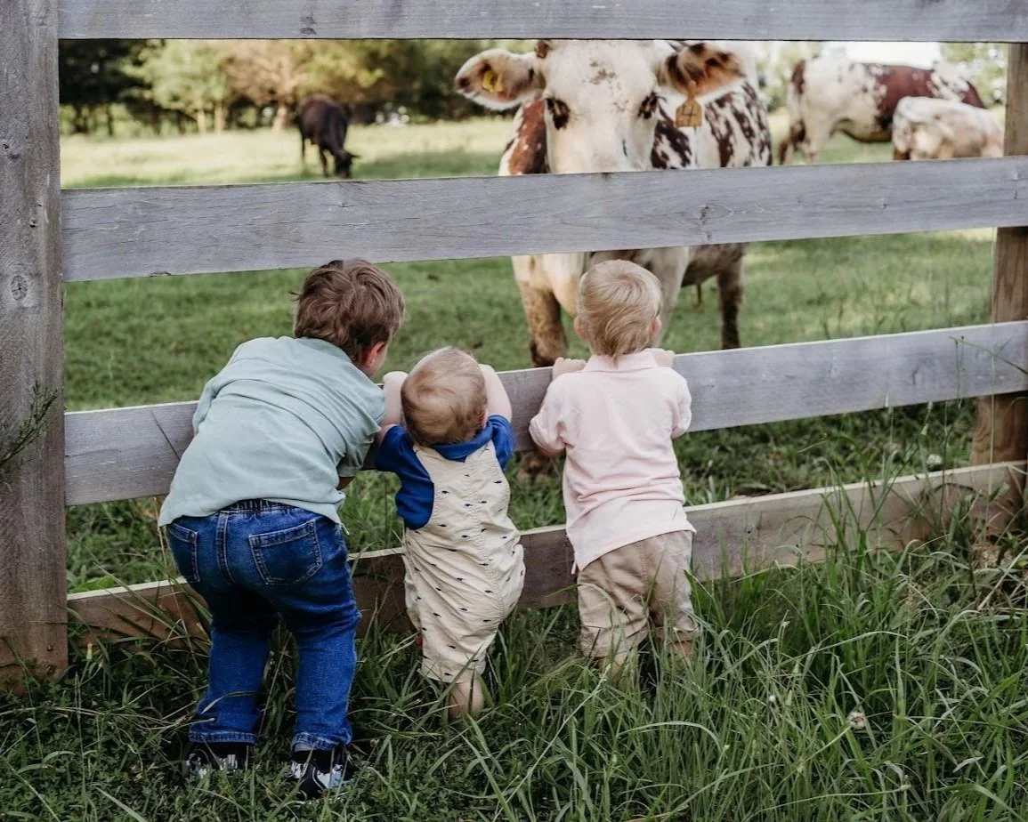Three young children looking through a wooden fence at cows grazing in a field.