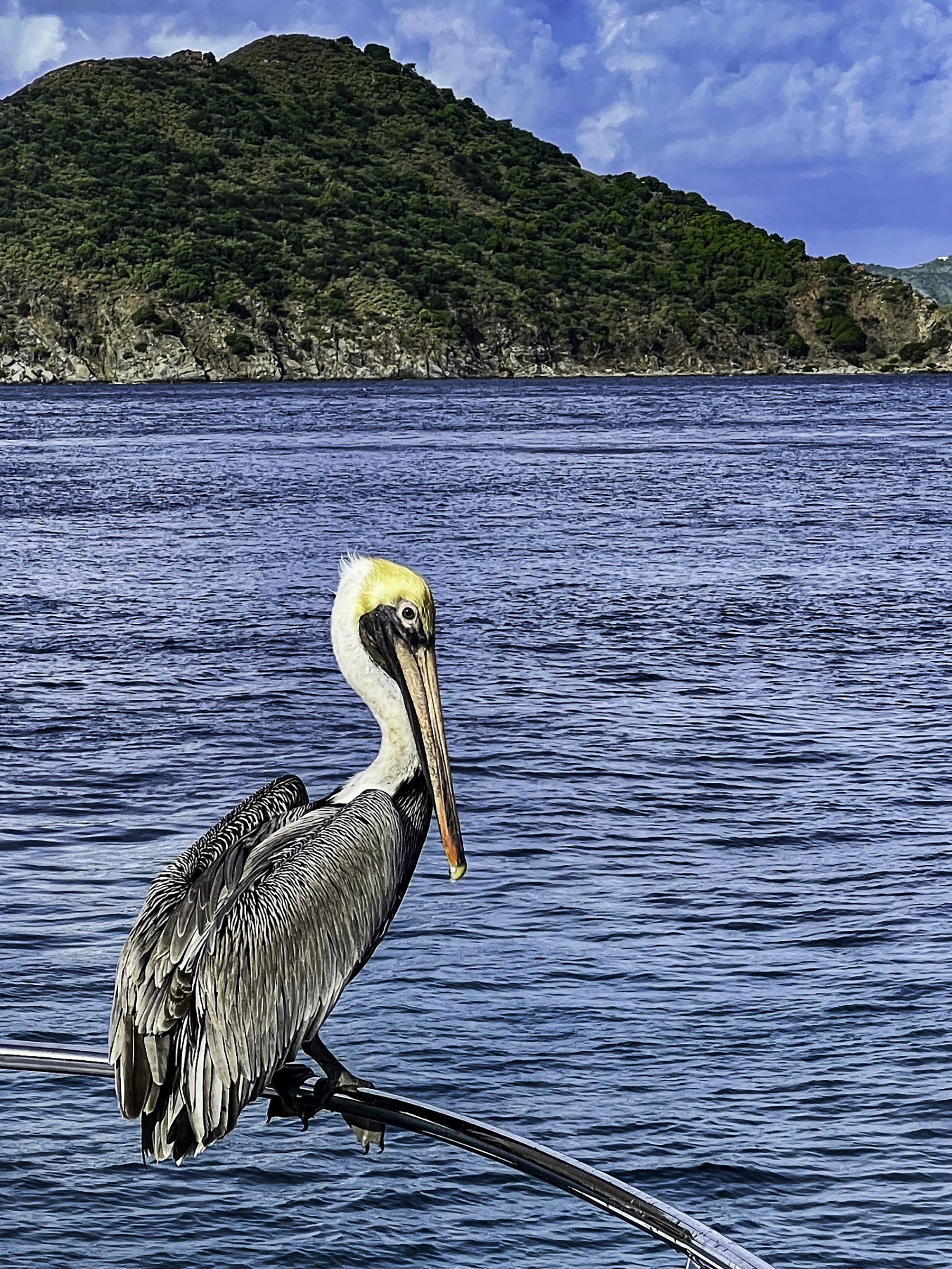 Pelican perched on a boat's railing over a body of water with a forested hill and blue sky in the background.